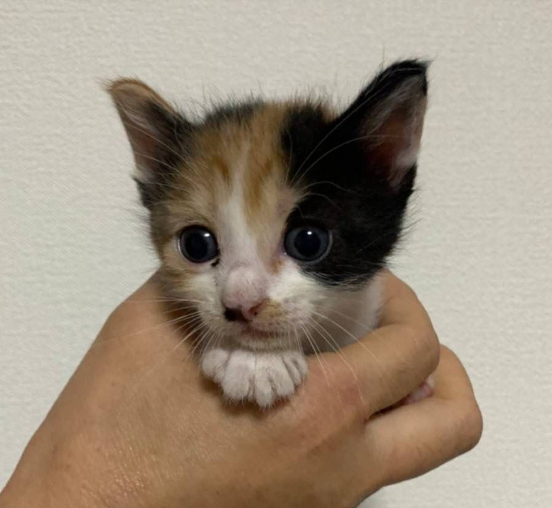 雑種（ミックス猫）・メスの里親募集の写真