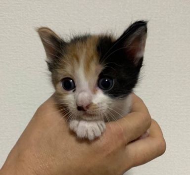 アメの写真