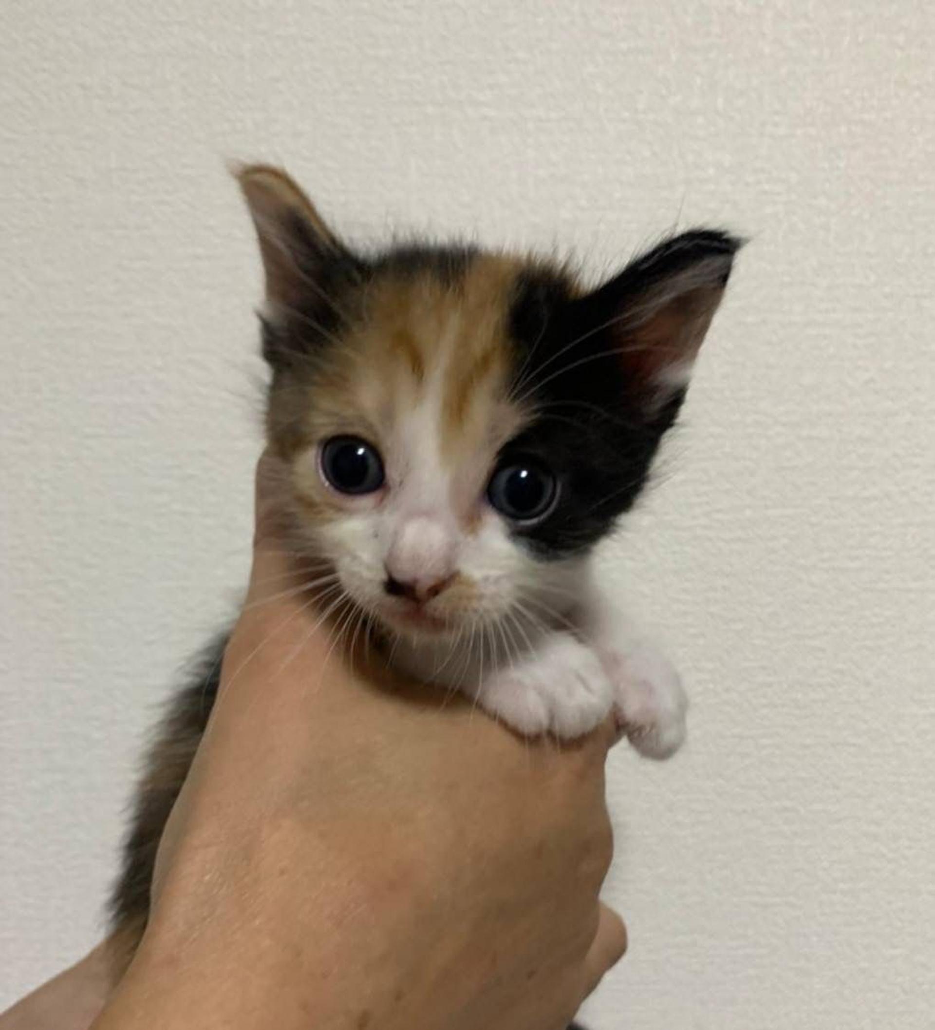 pet-image-4