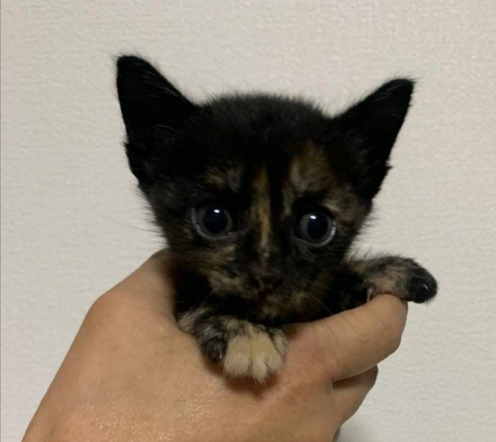 雑種（ミックス猫）・メスの里親募集の写真