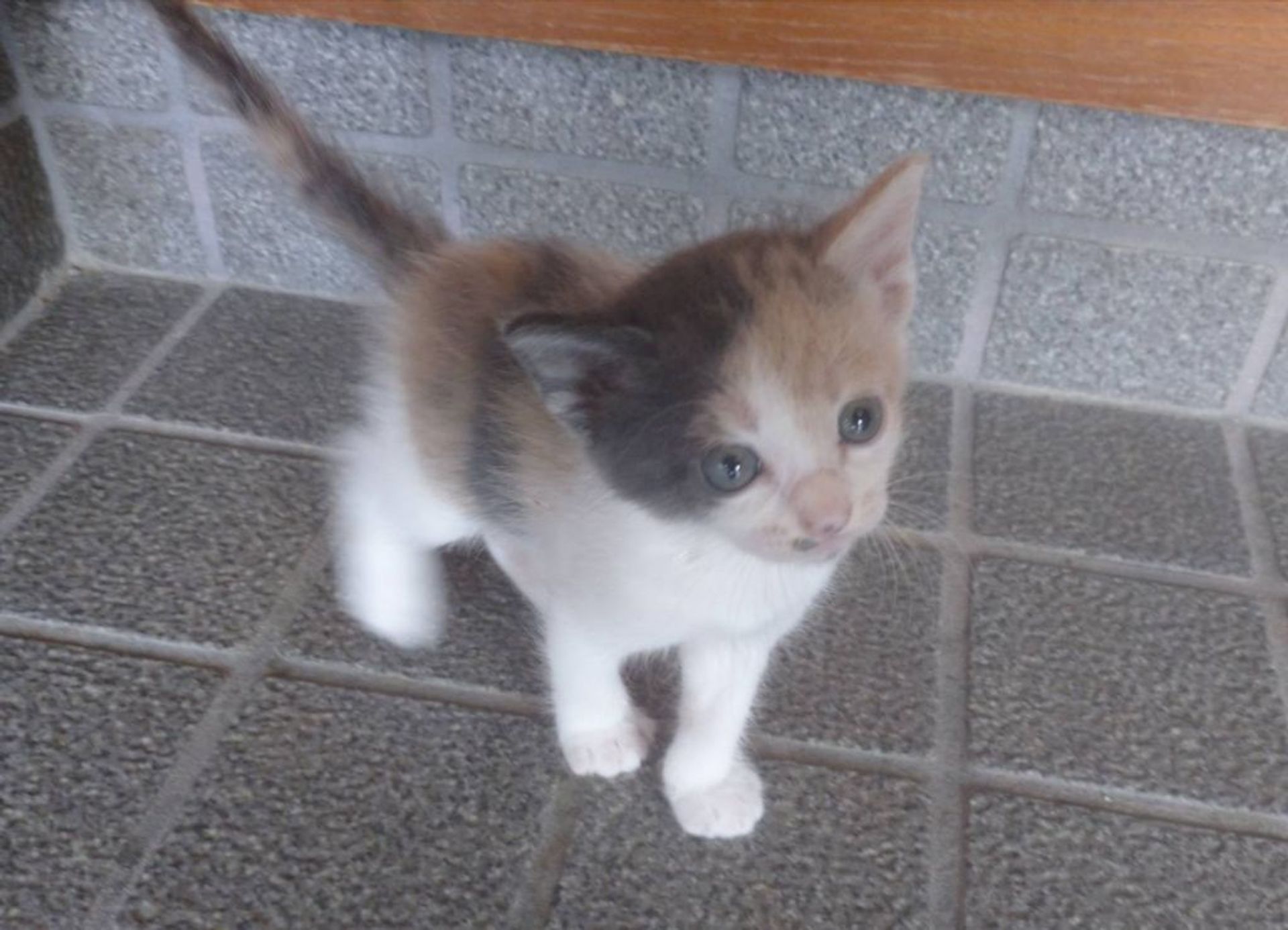 雑種（ミックス猫）・メスの里親募集の写真
