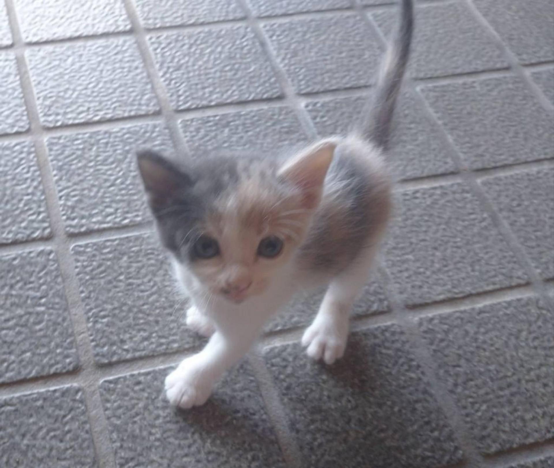 pet-image-2