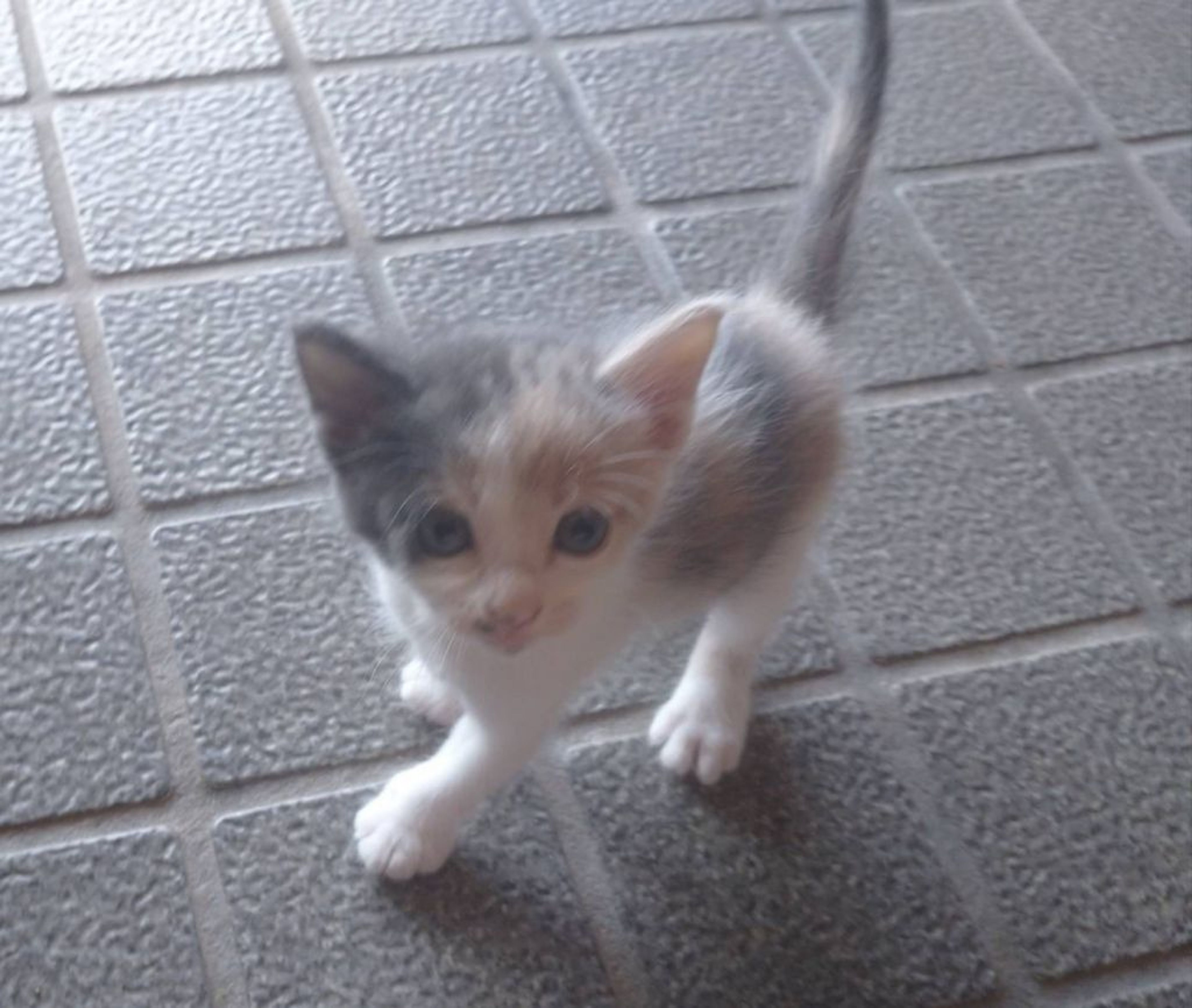 pet-image-2