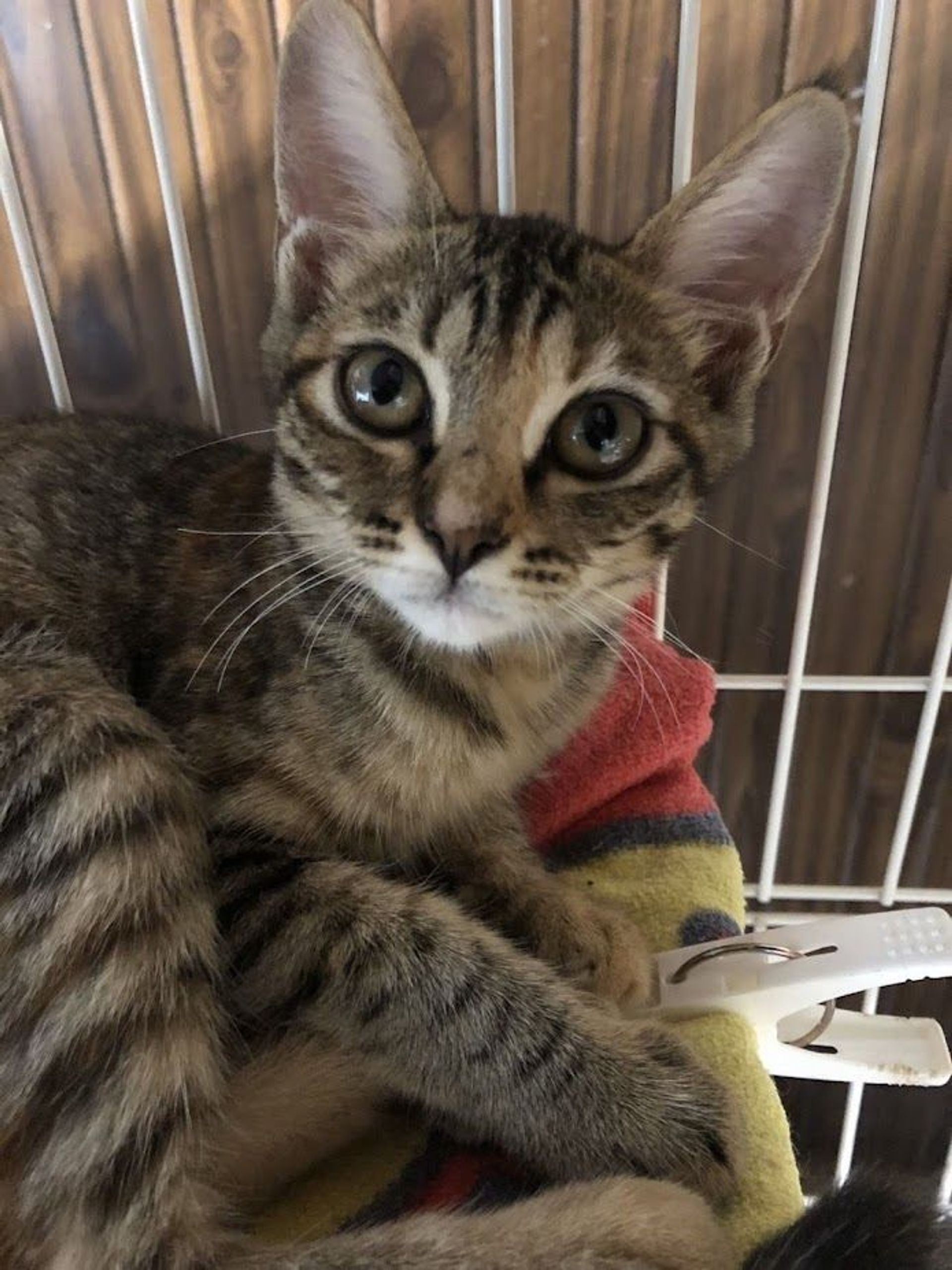 雑種（ミックス猫）・メスの里親募集の写真