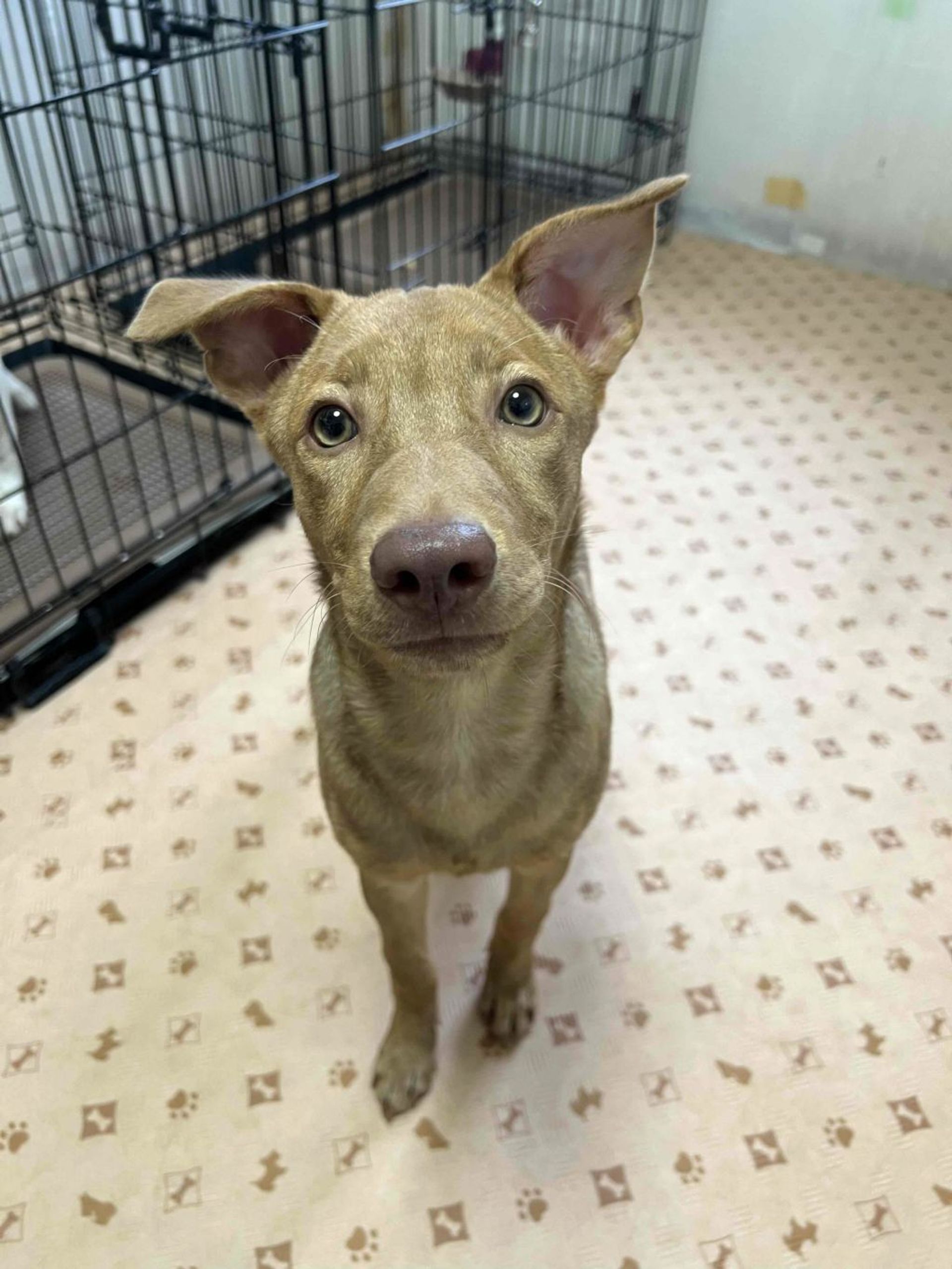 雑種（ミックス犬）・メスの里親募集の写真