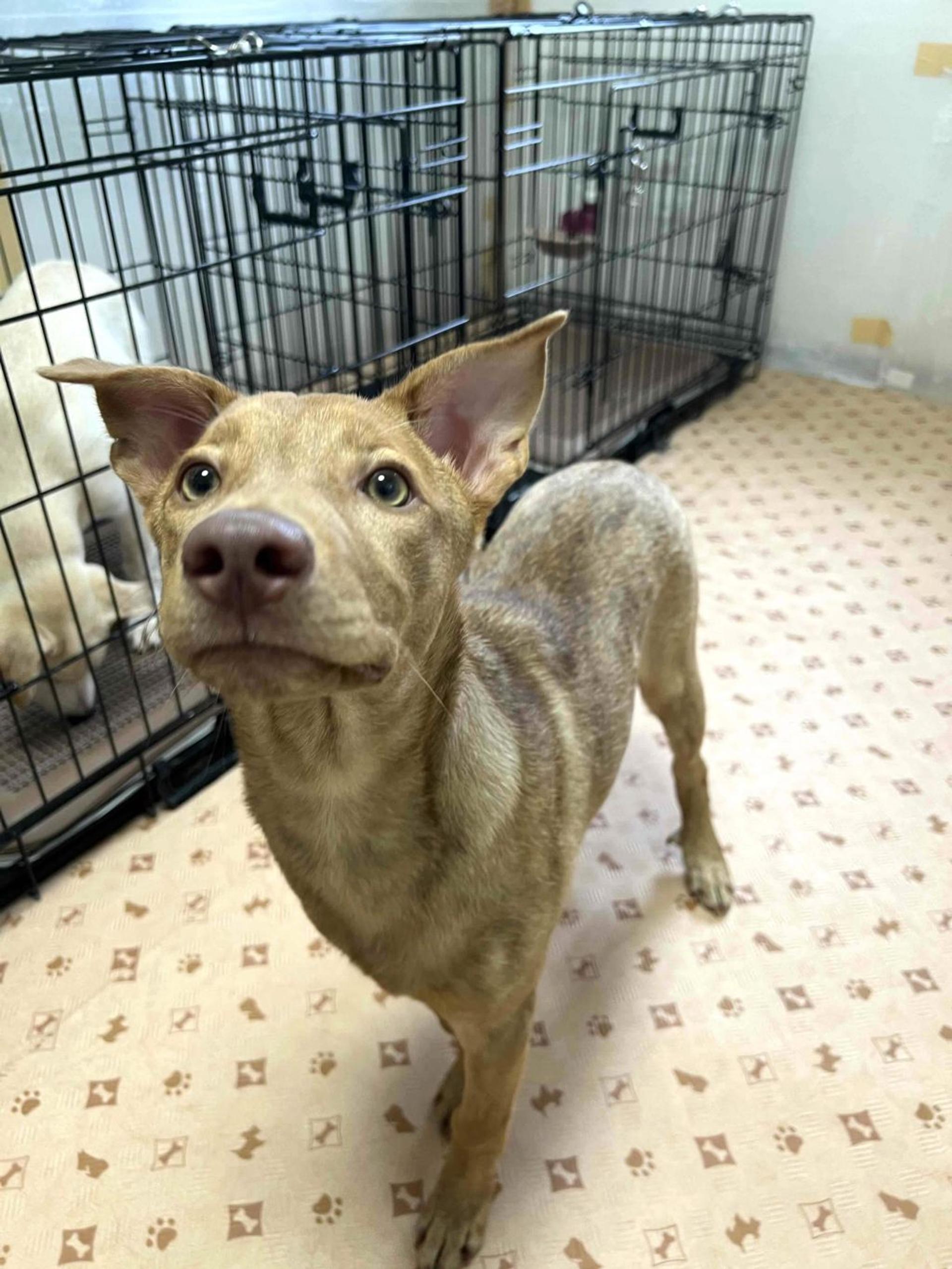 pet-image-3