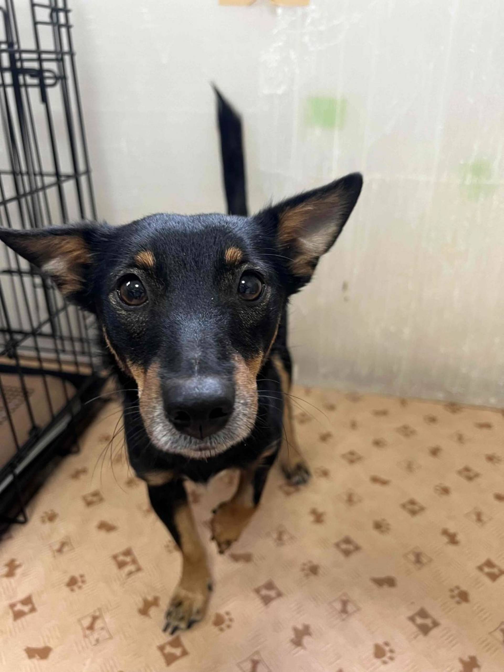雑種（ミックス犬）・オスの里親募集の写真