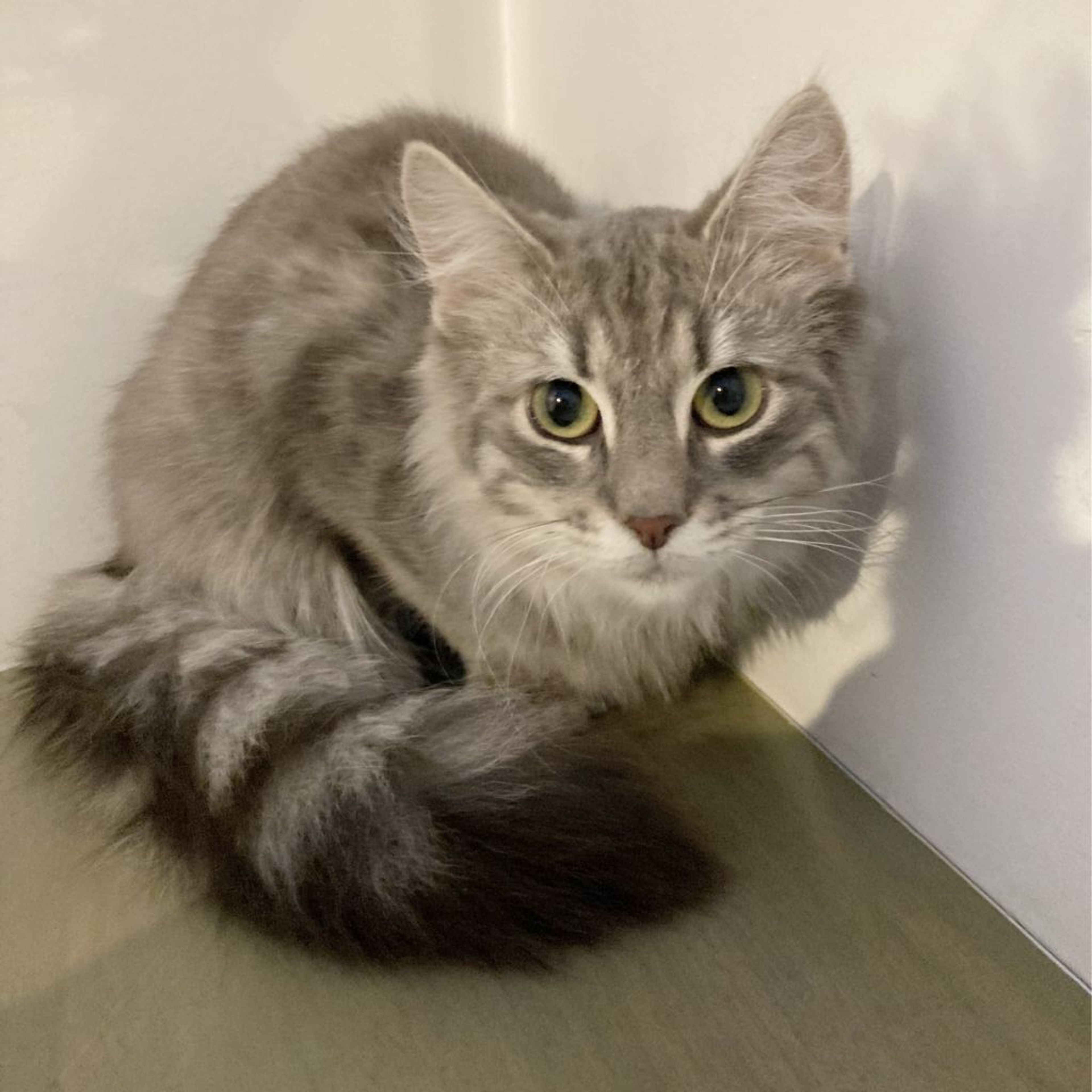 ノルウェージャンフォレストキャット・オスの里親募集の写真
