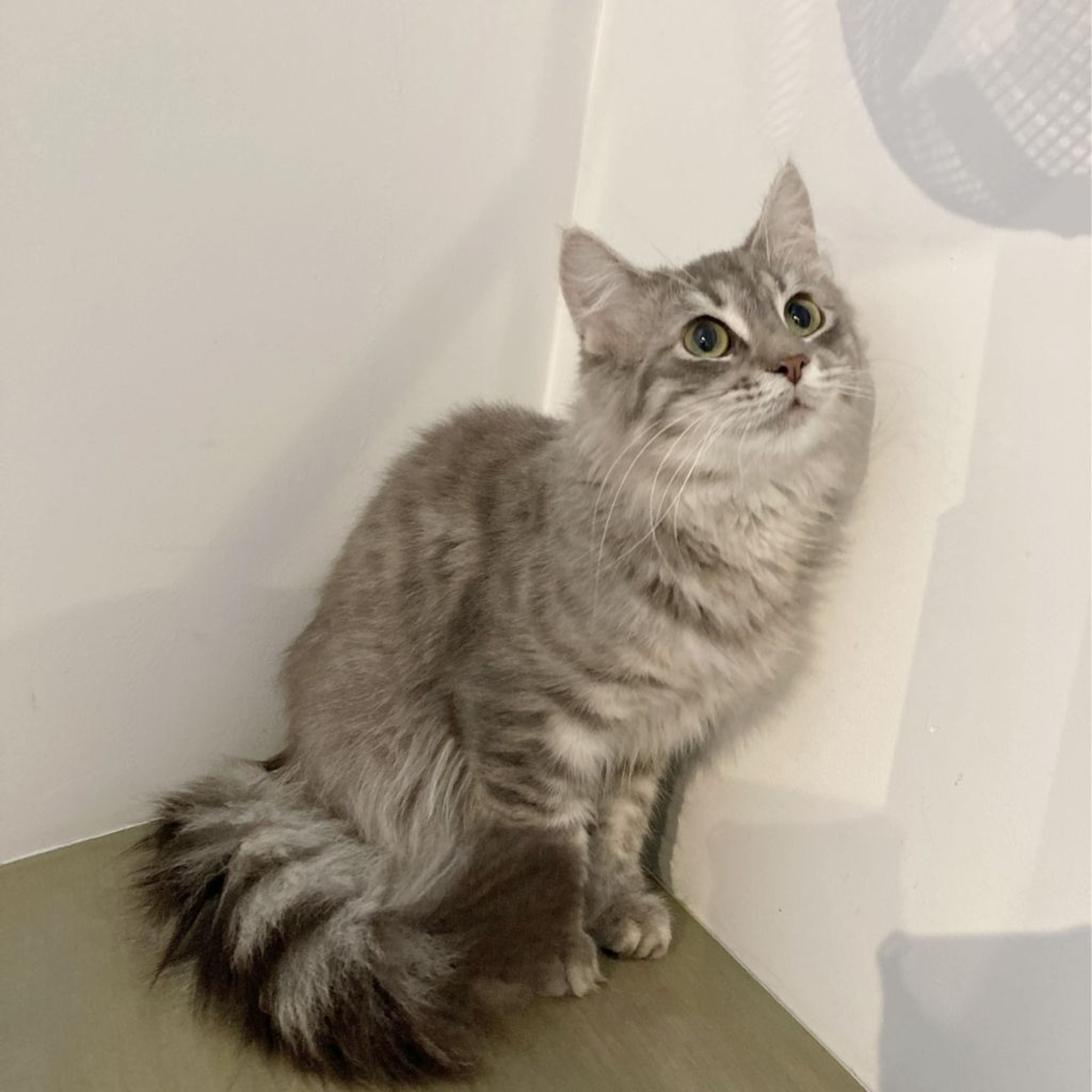 pet-image-2