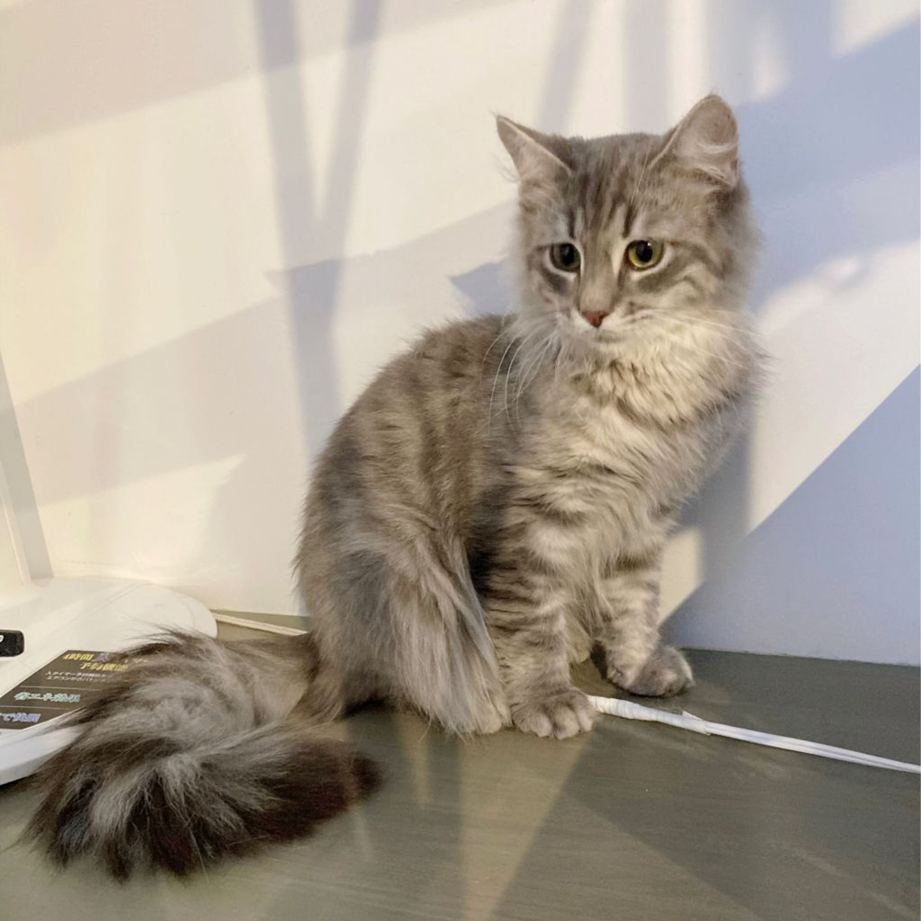 pet-image-4