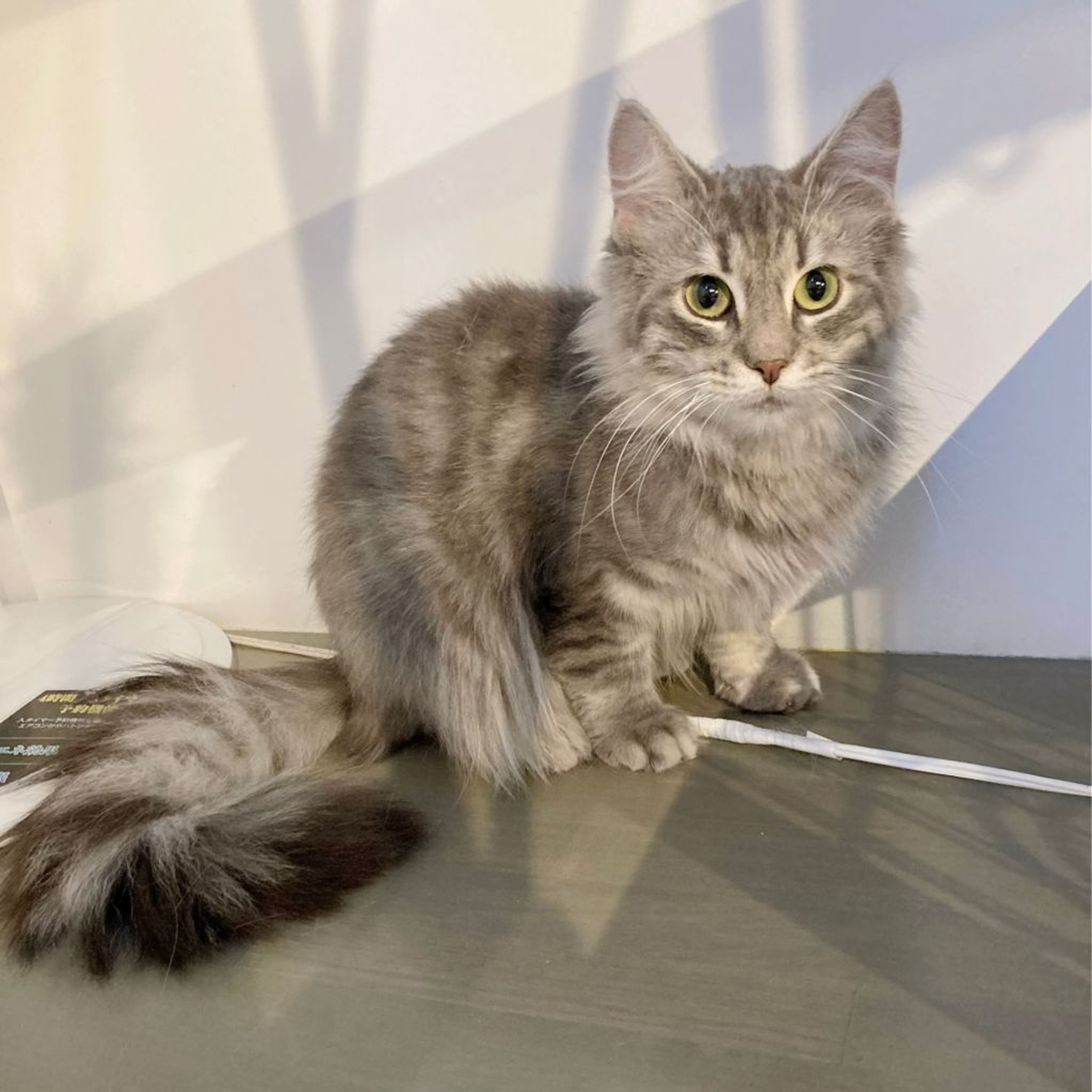 pet-image-5