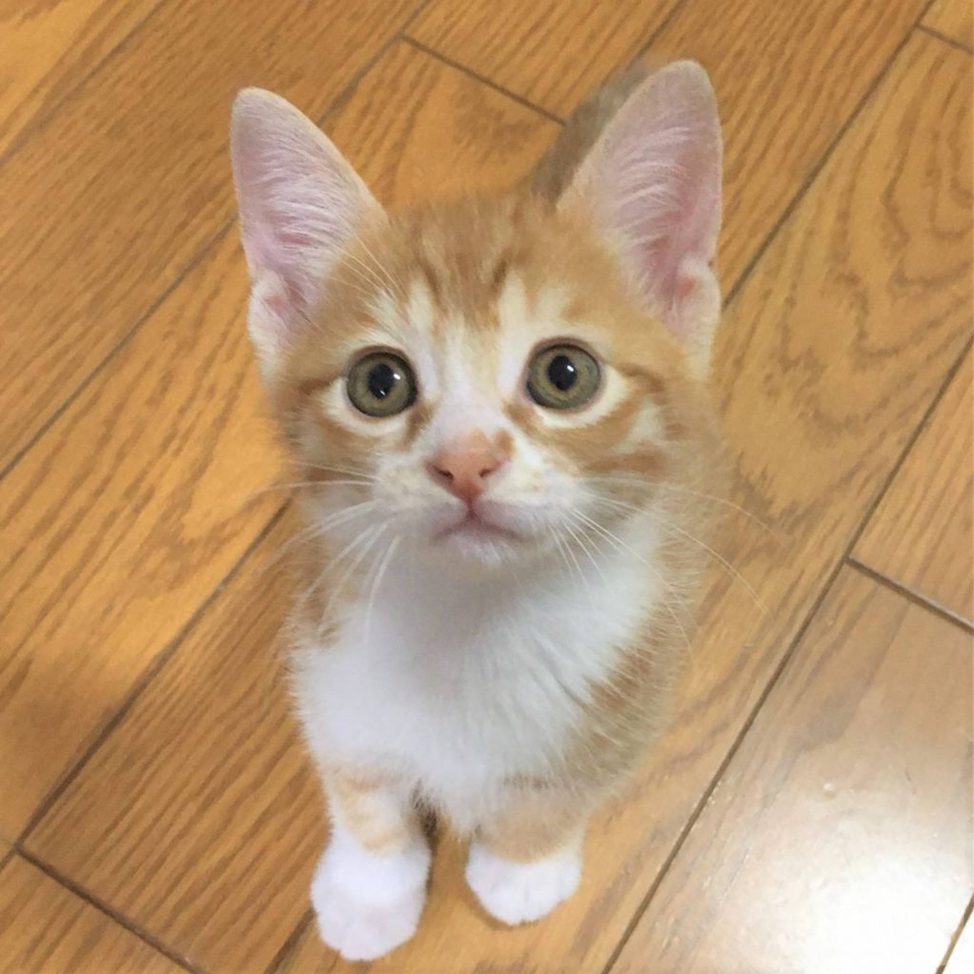 雑種（ミックス猫）・オスの里親募集の写真