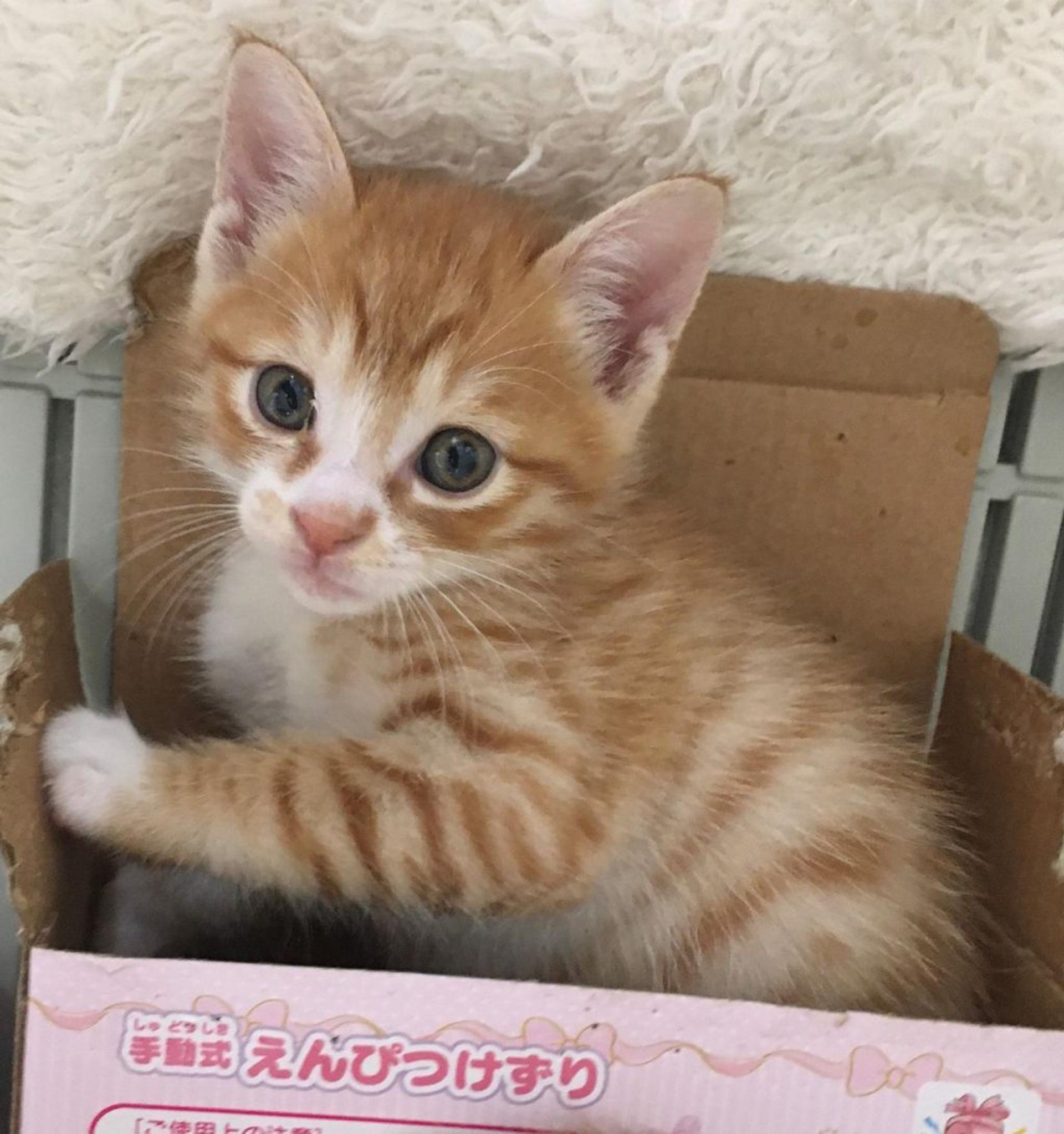 pet-image-4