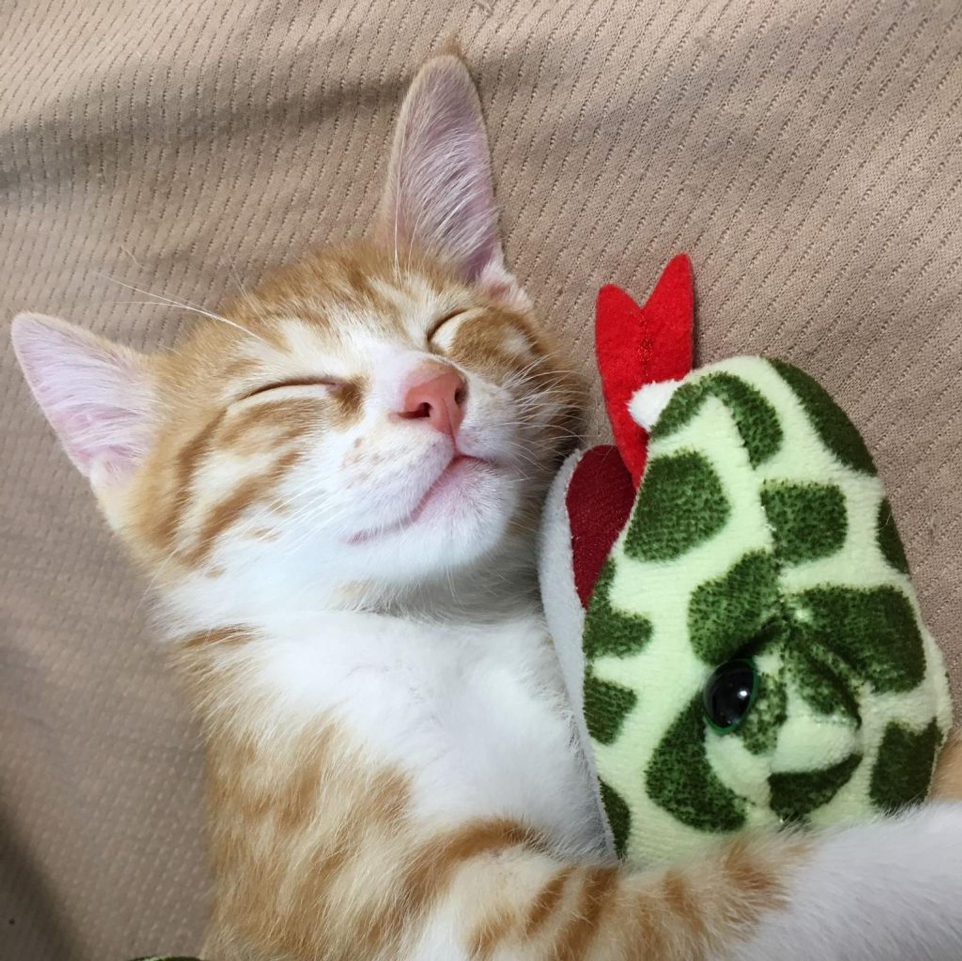 pet-image-6