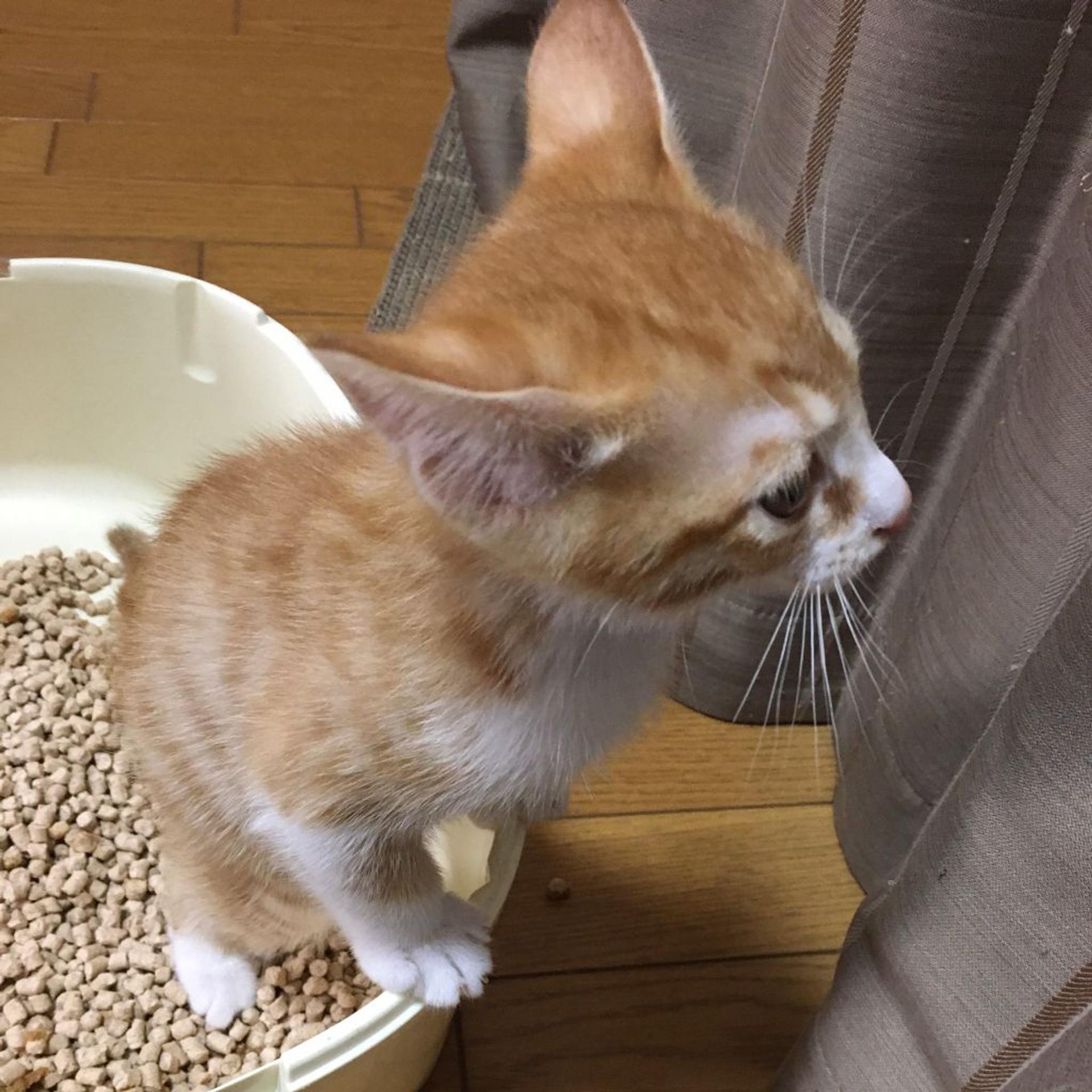 pet-image-7