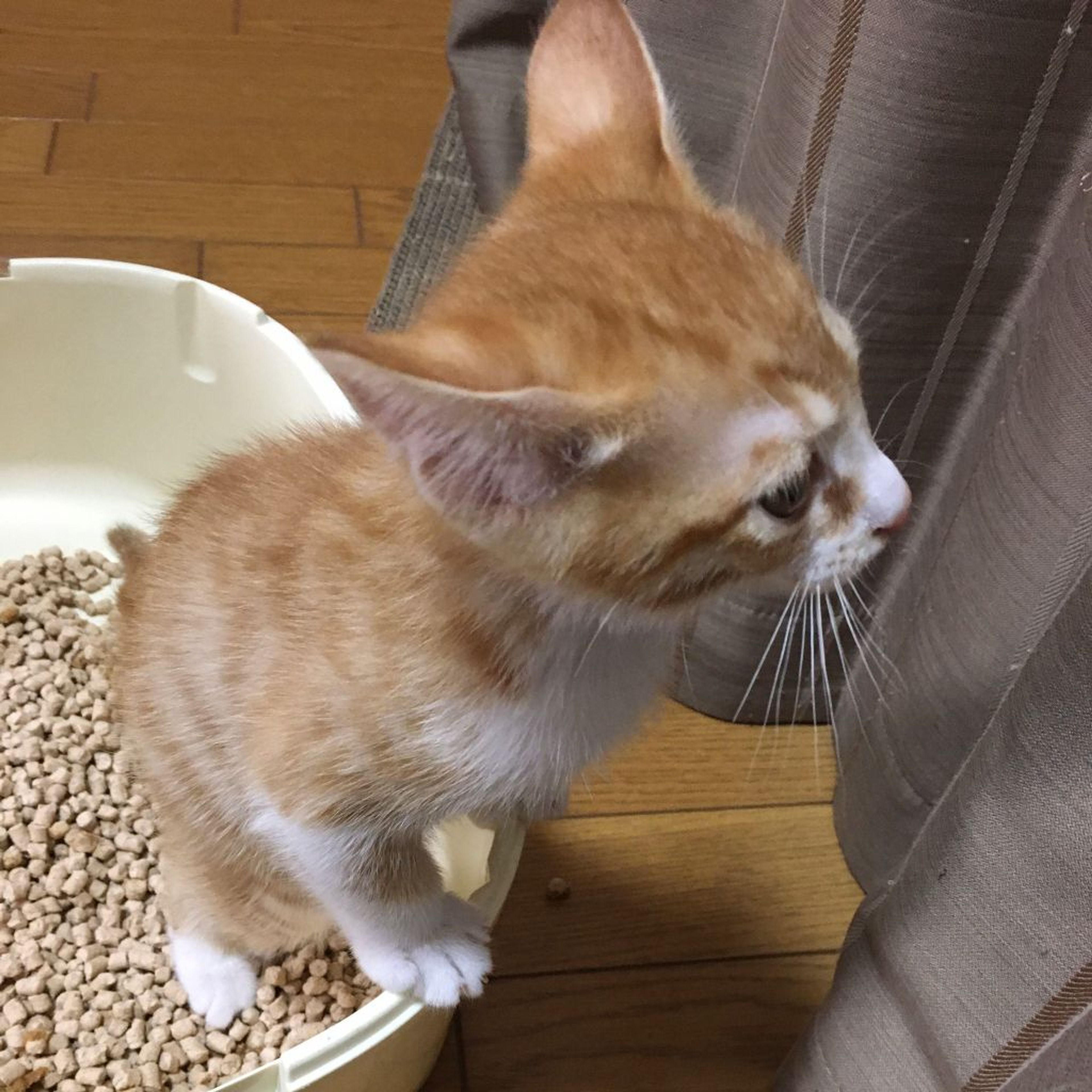 pet-image-7