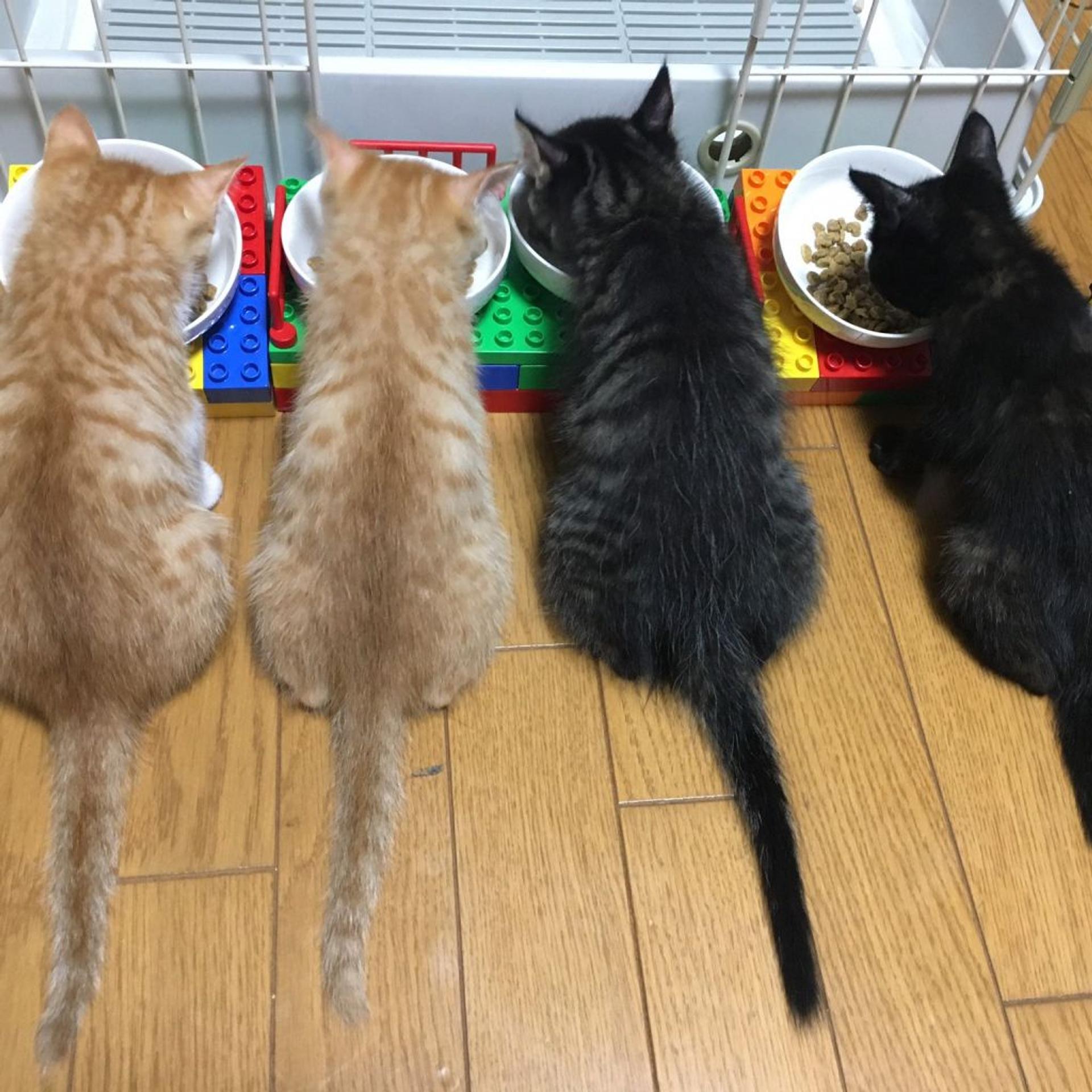 pet-image-8