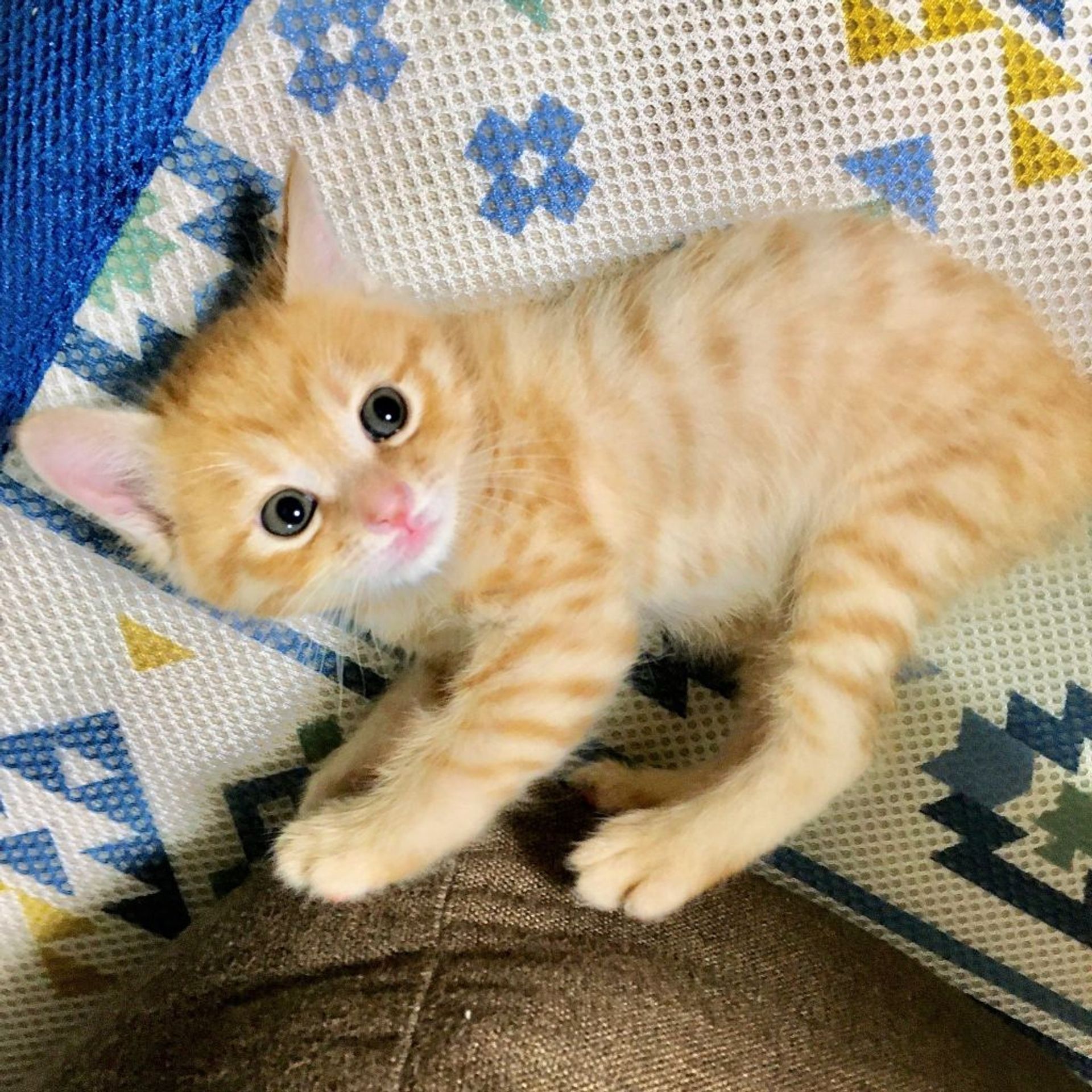 雑種（ミックス猫）・オスの里親募集の写真