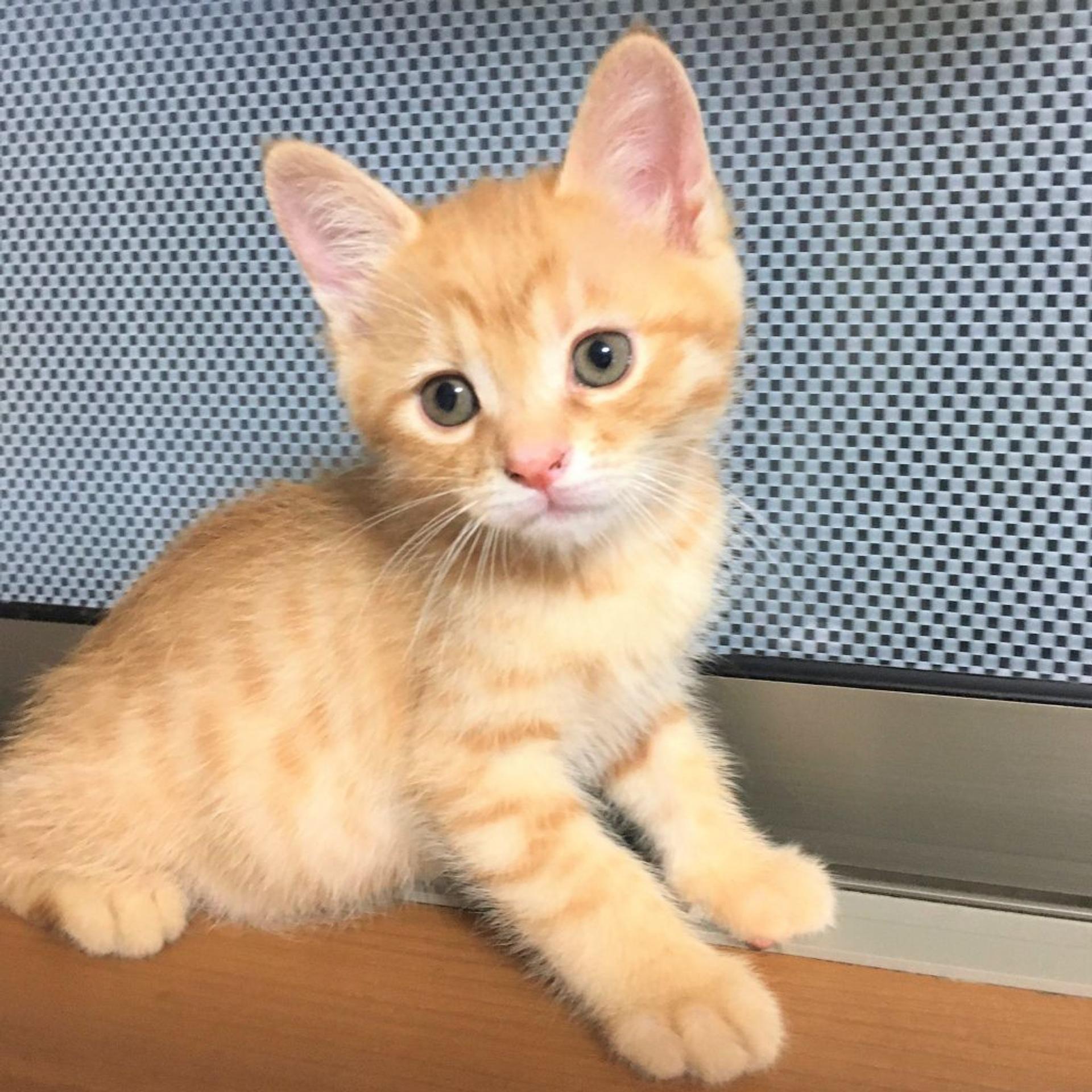 pet-image-2