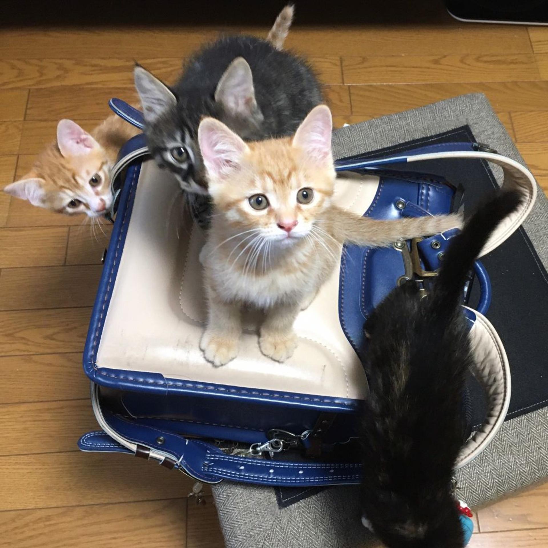 pet-image-6