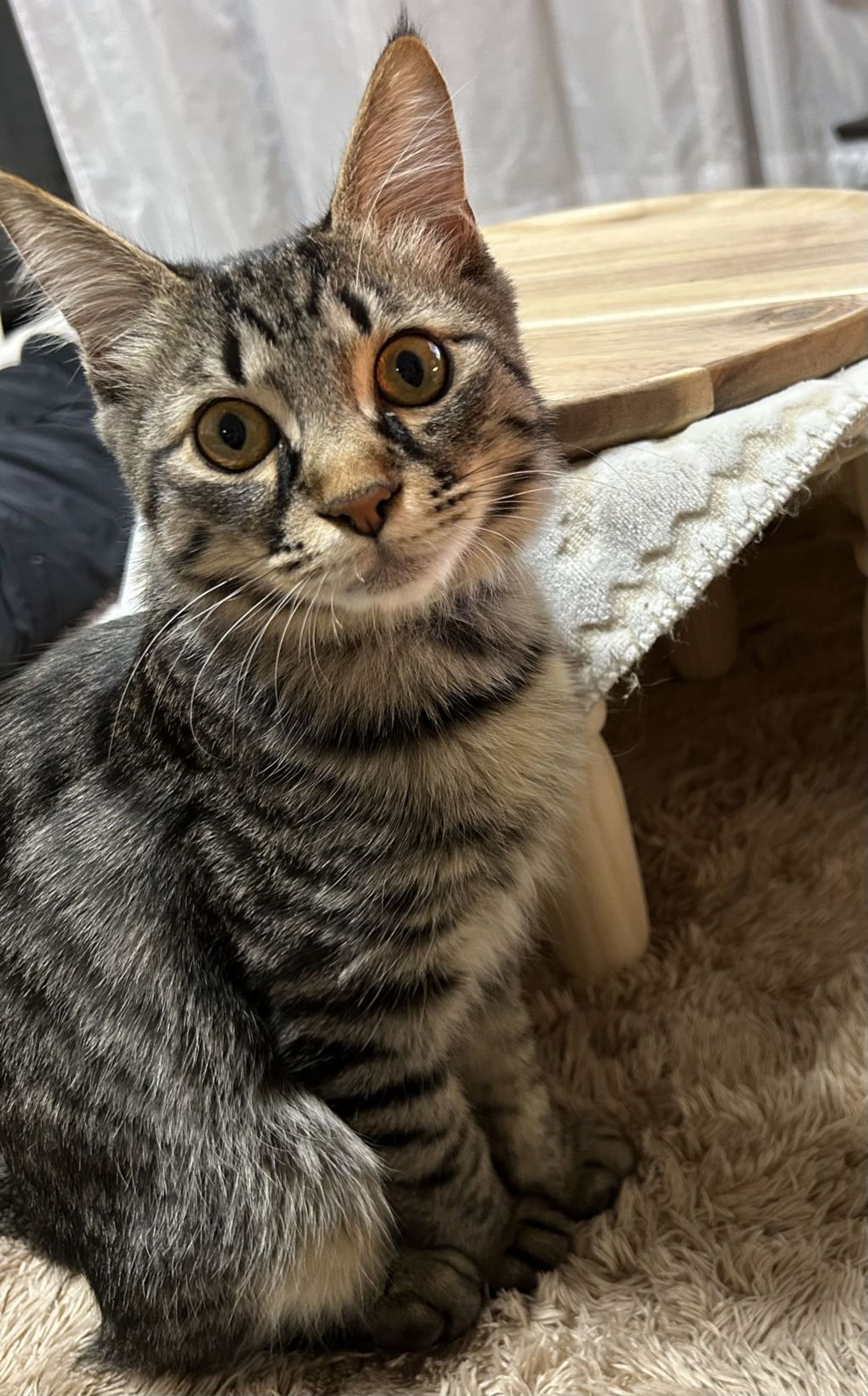 雑種（ミックス猫）・オスの里親募集の写真