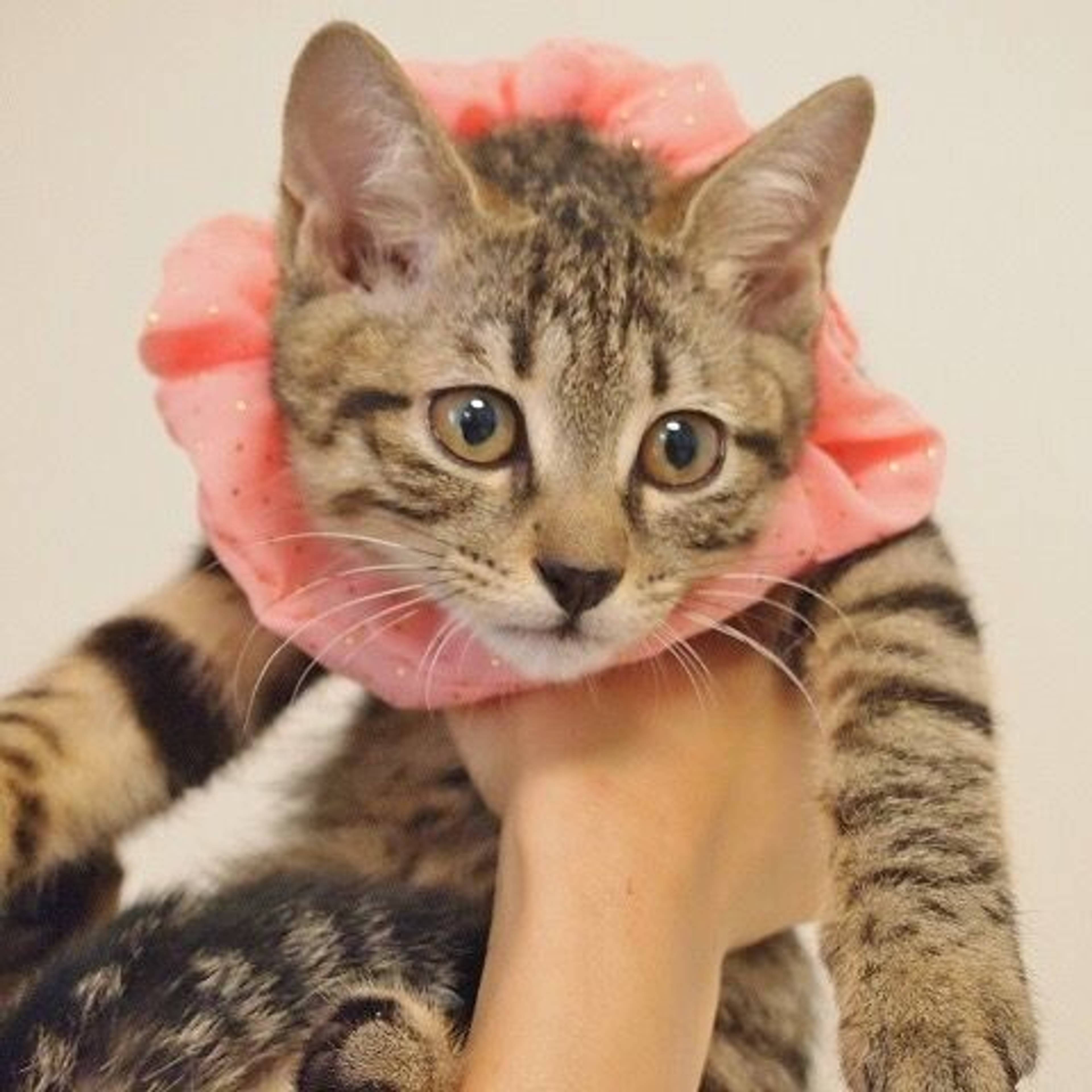雑種（ミックス猫）・メスの里親募集の写真