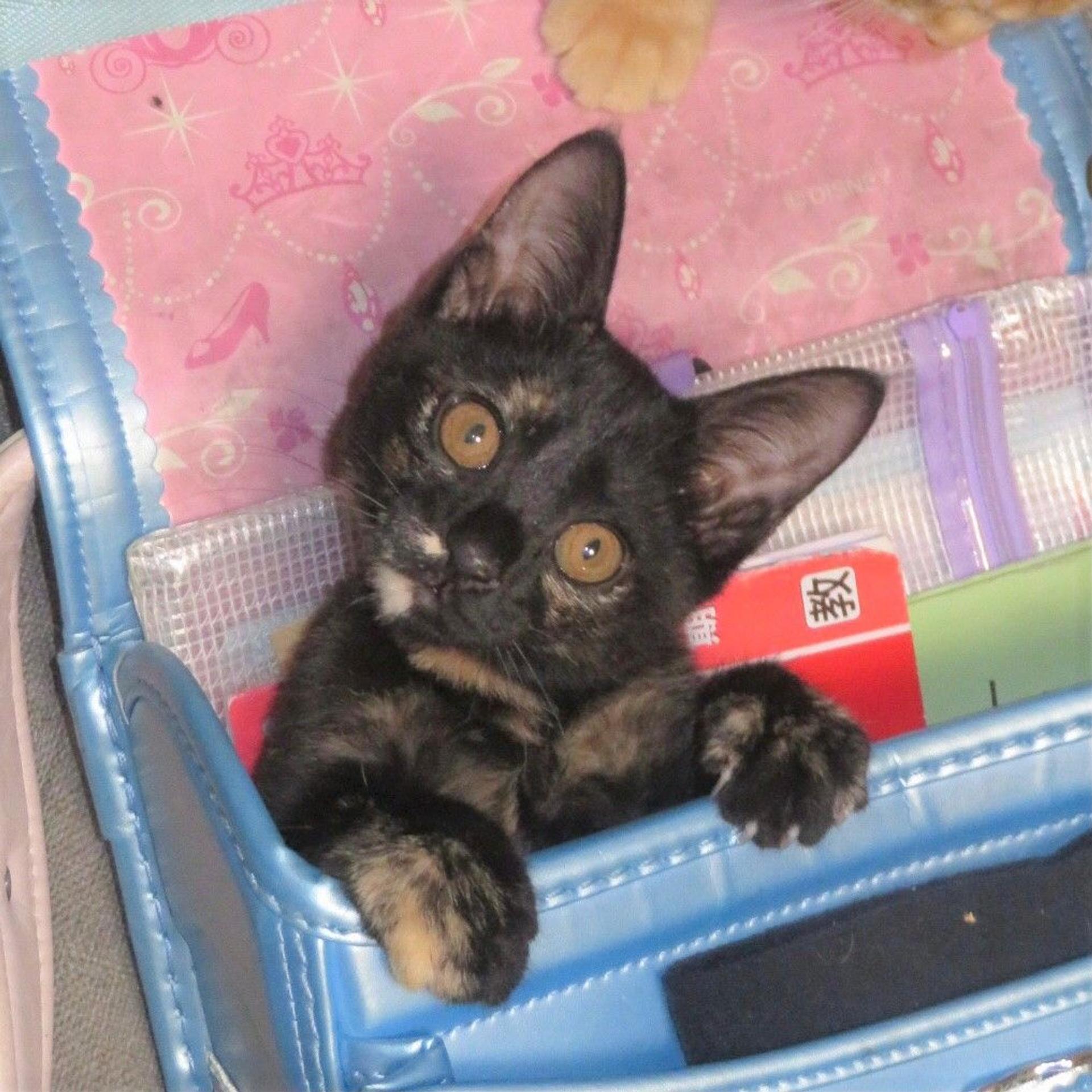 pet-image-4