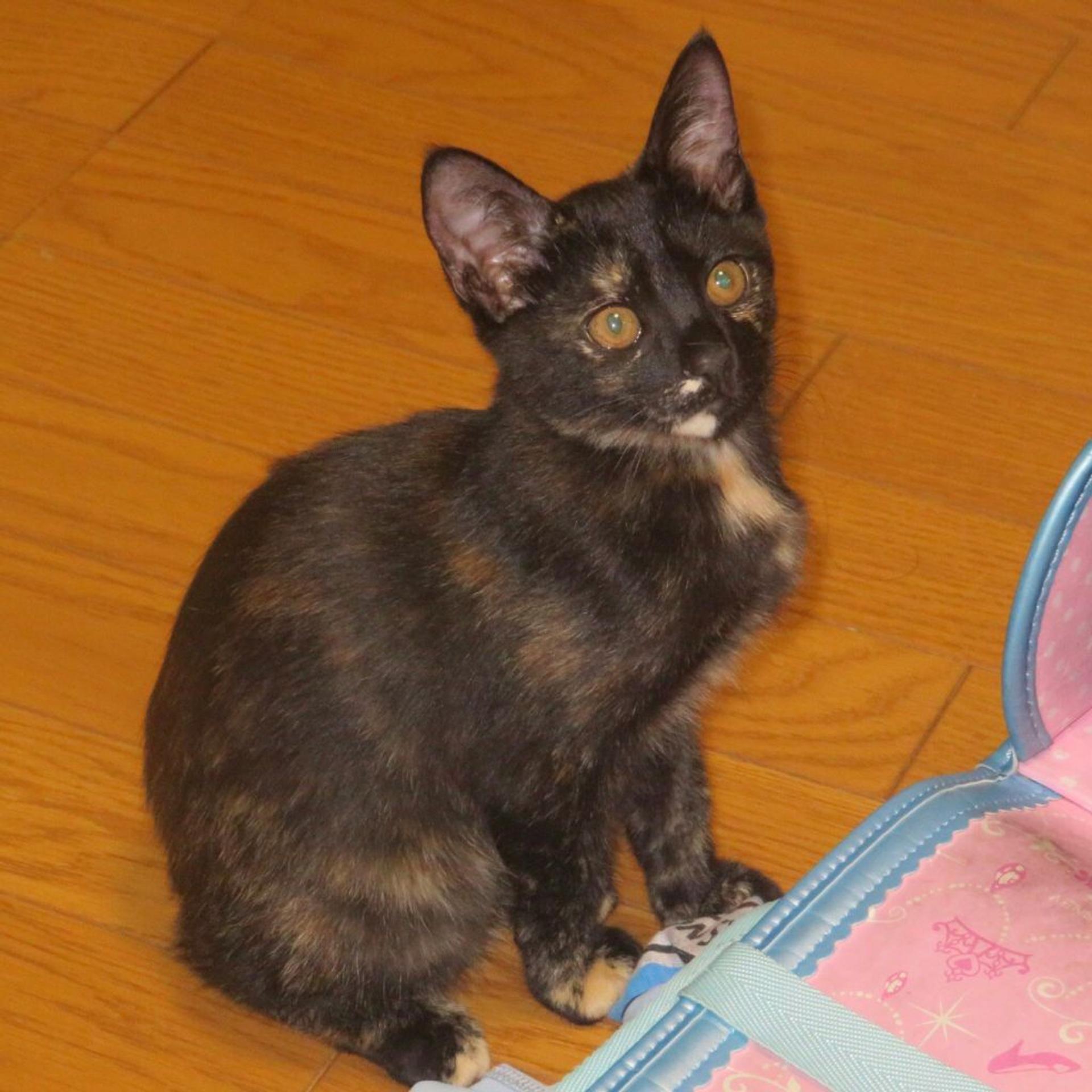 pet-image-7