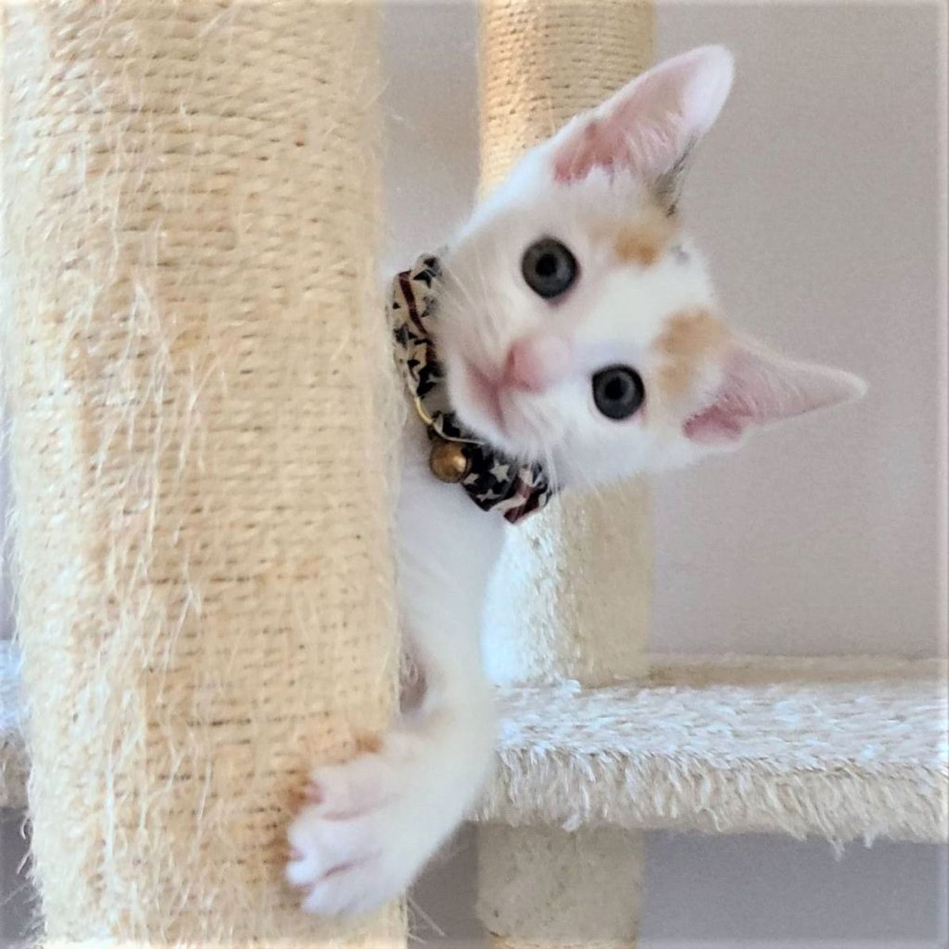 雑種（ミックス猫）・メスの里親募集の写真