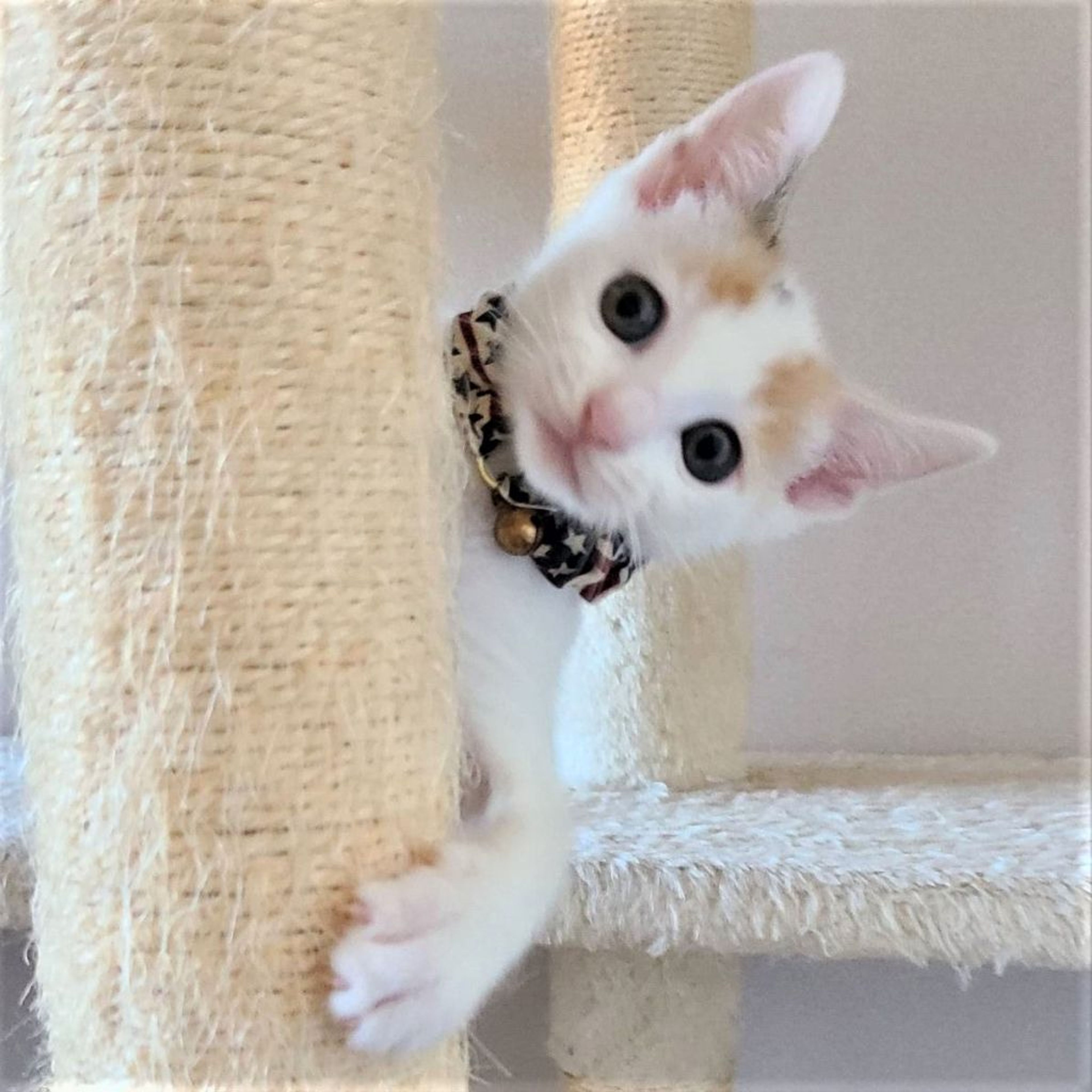 雑種（ミックス猫）・メスの里親募集の写真
