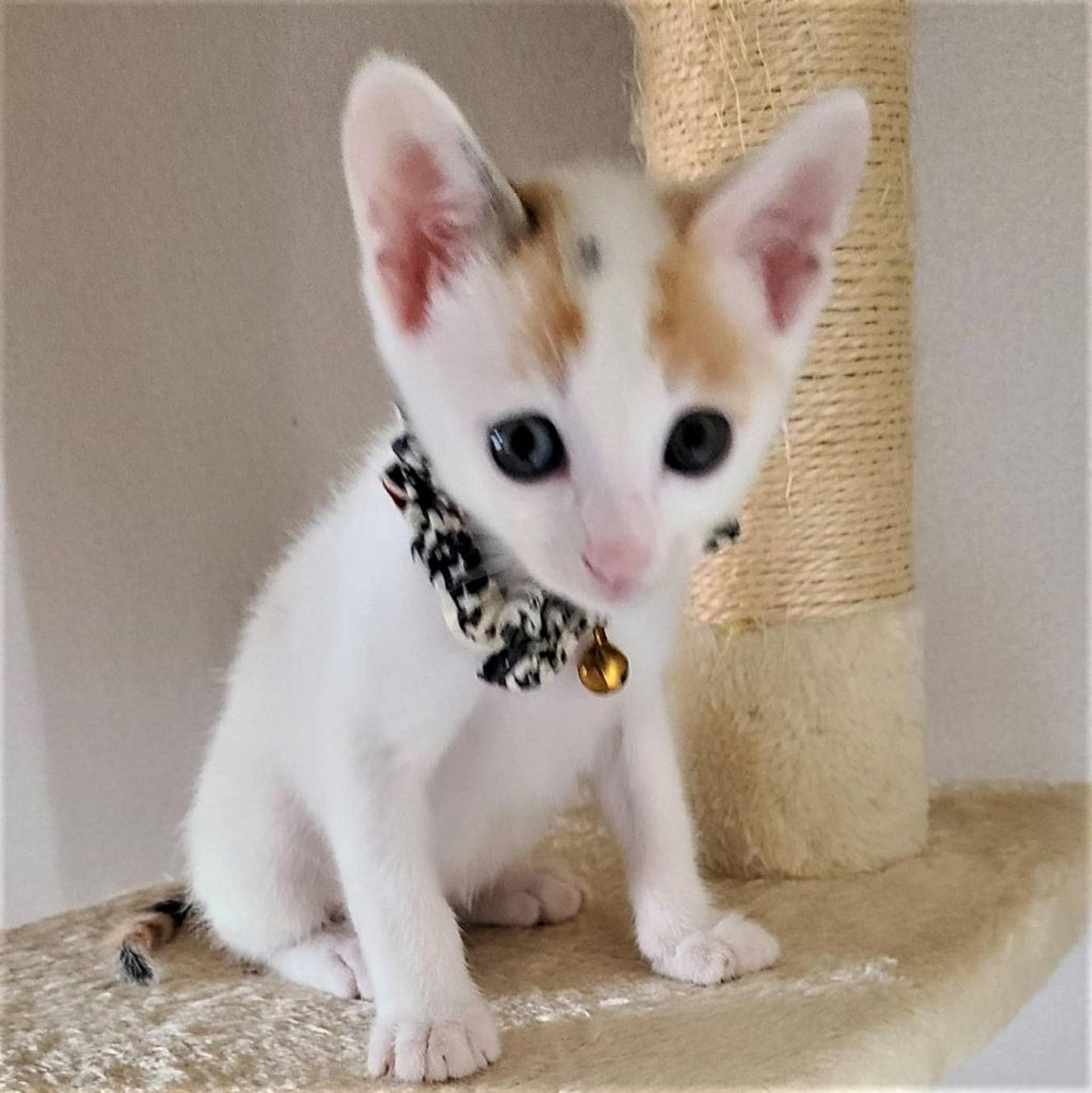 pet-image-4