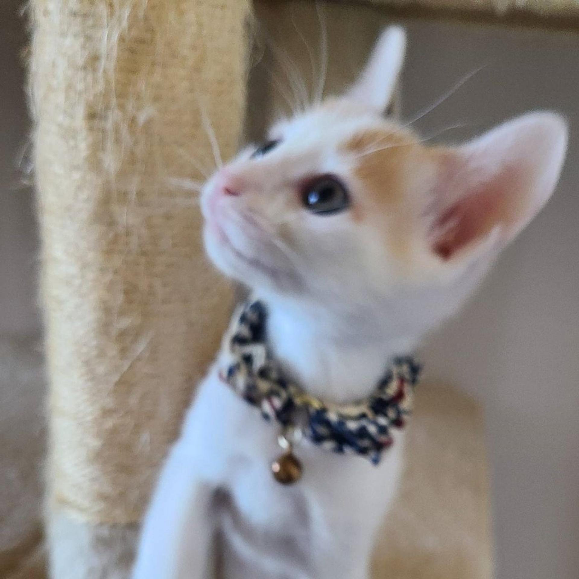 pet-image-5