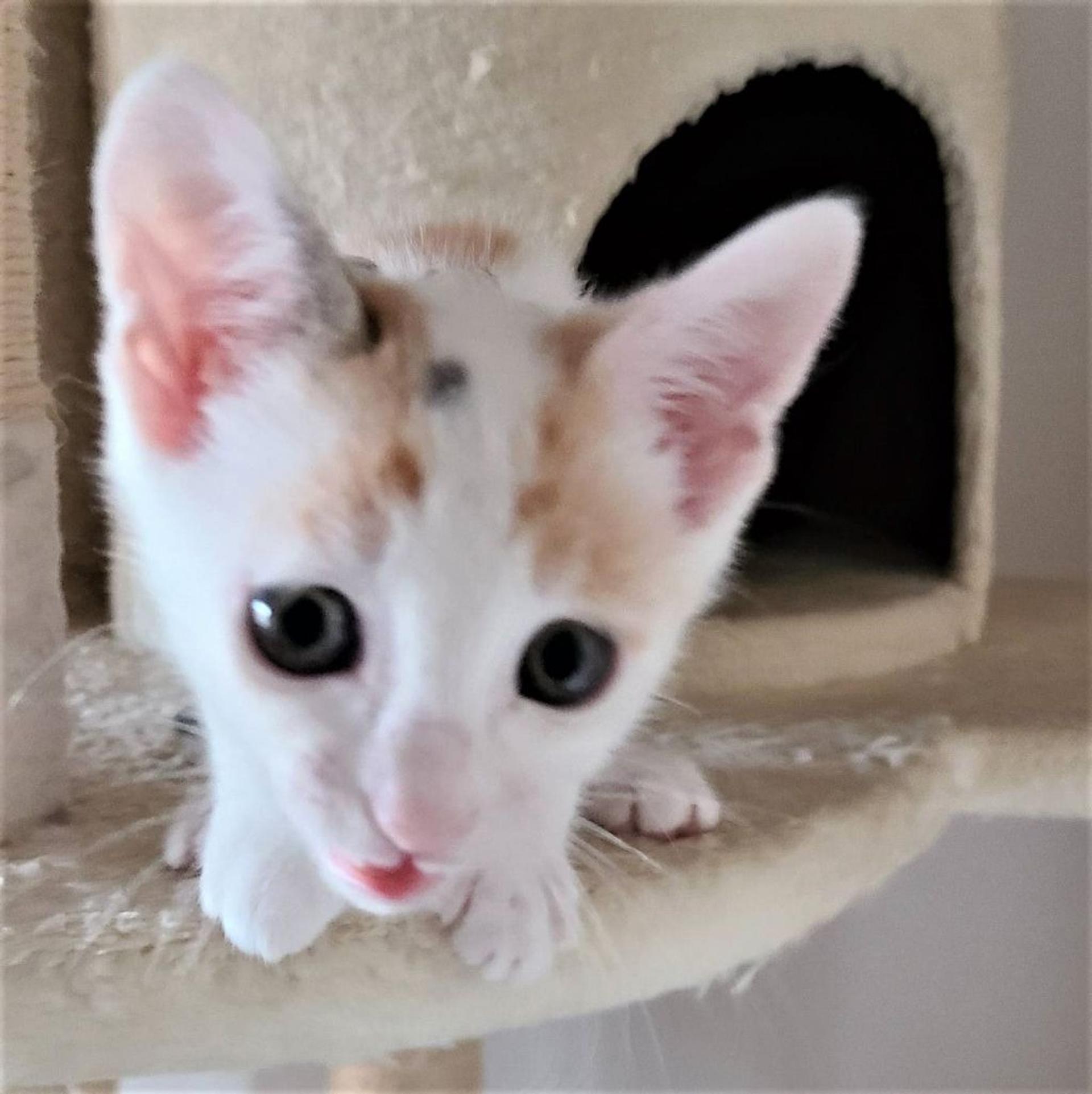 pet-image-6