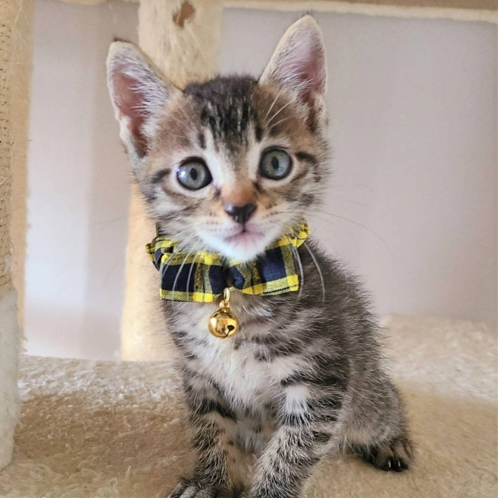 雑種（ミックス猫）・メスの里親募集の写真