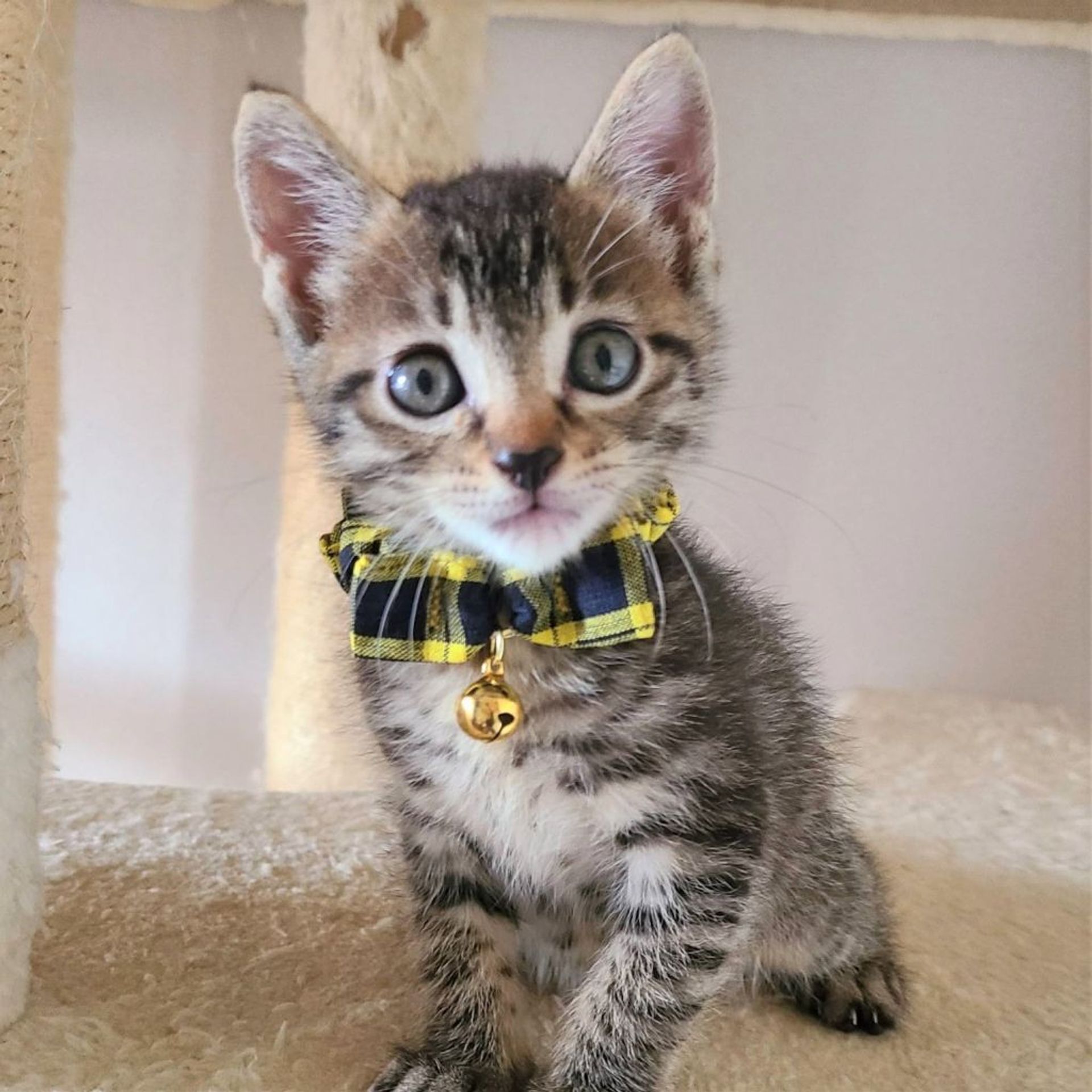 雑種（ミックス猫）・メスの里親募集の写真