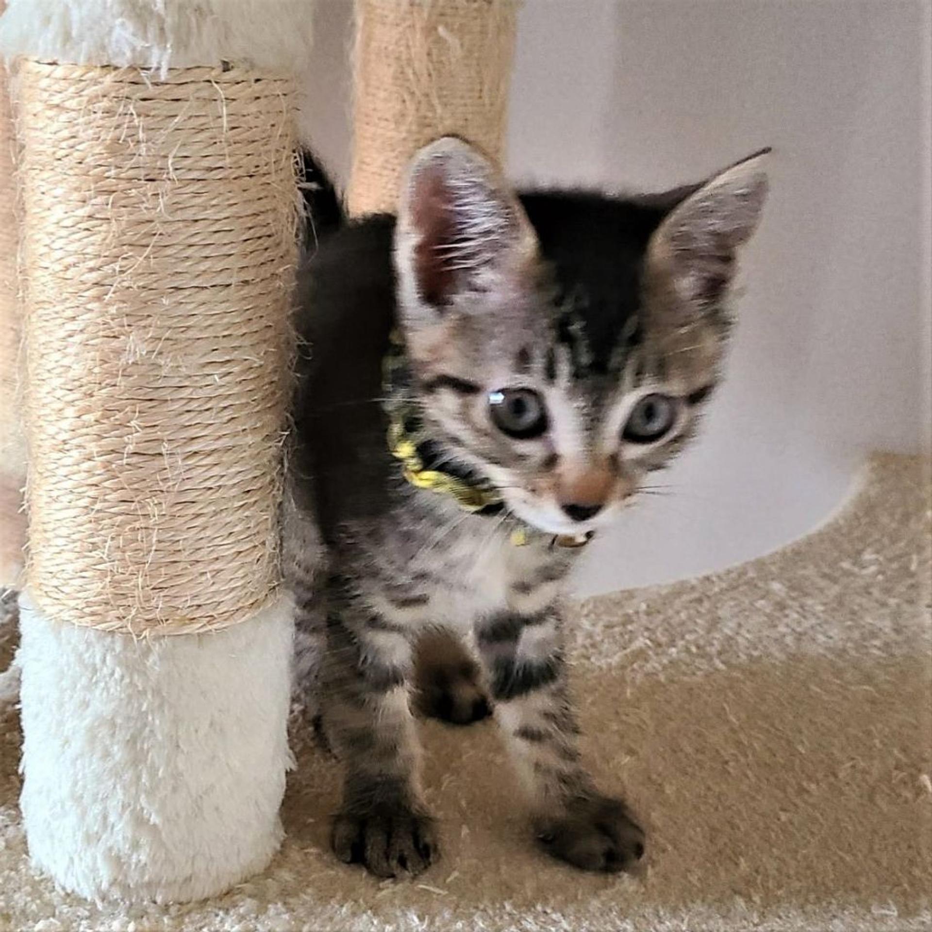 pet-image-4