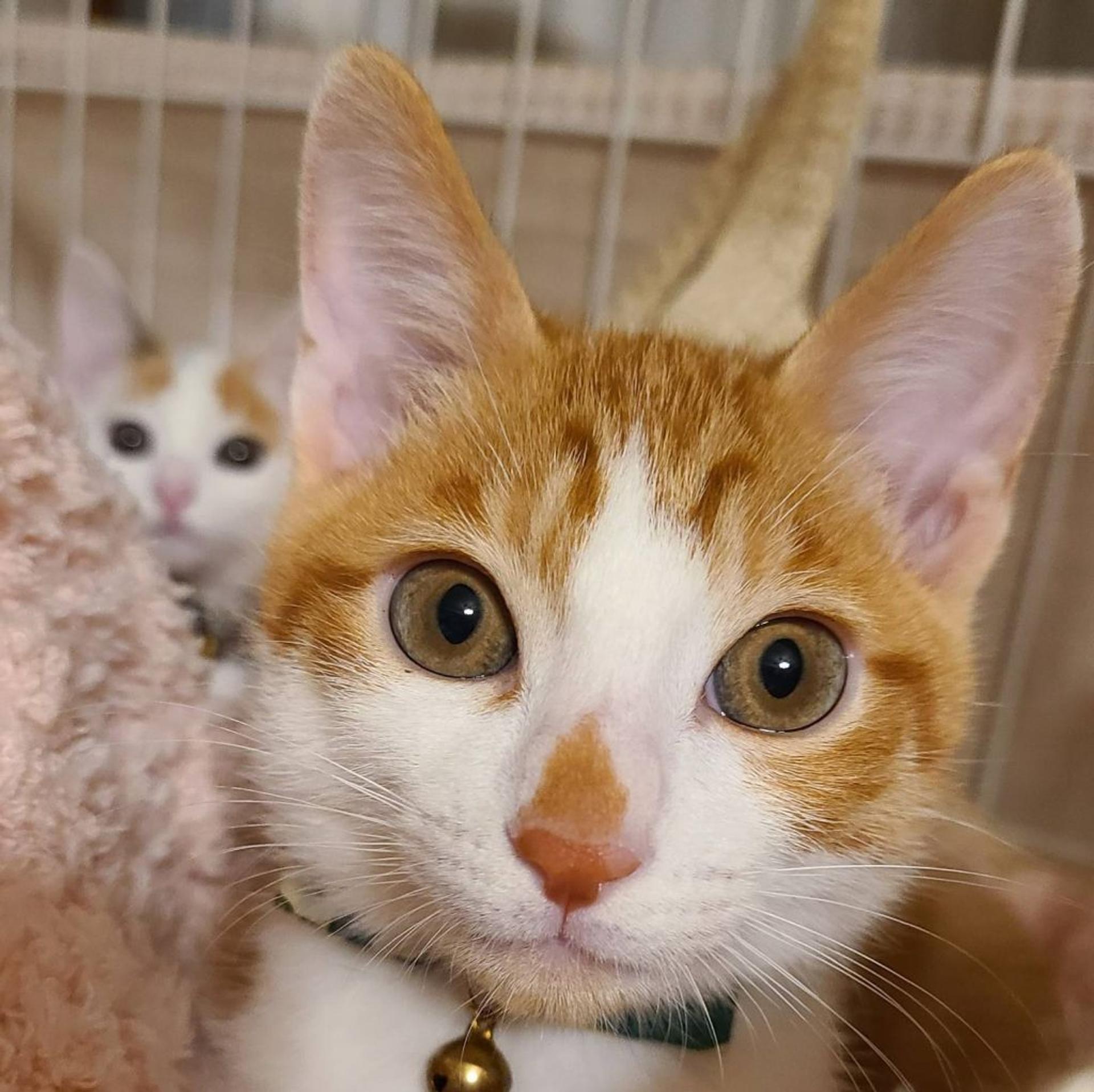 pet-image-4