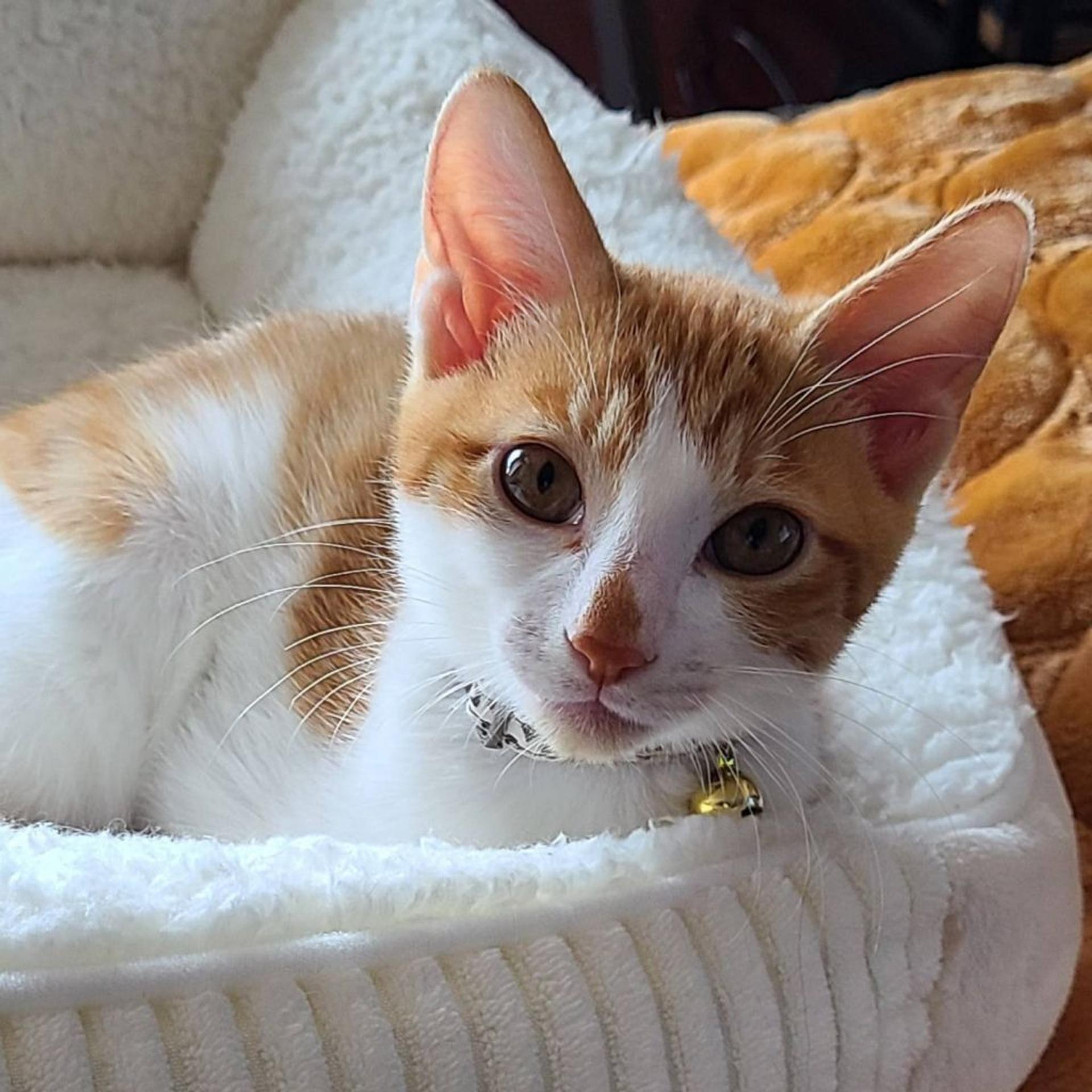 pet-image-8