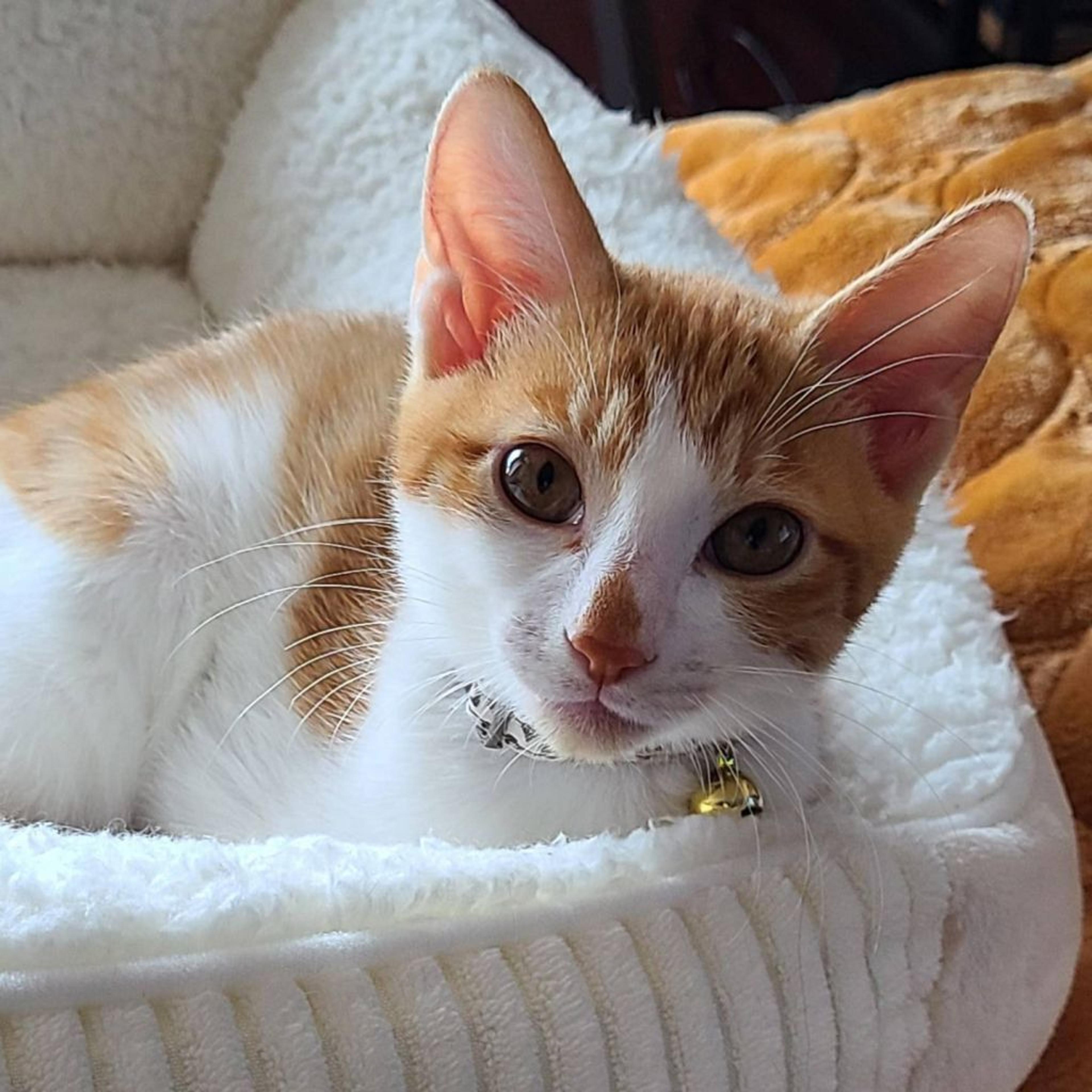 pet-image-8