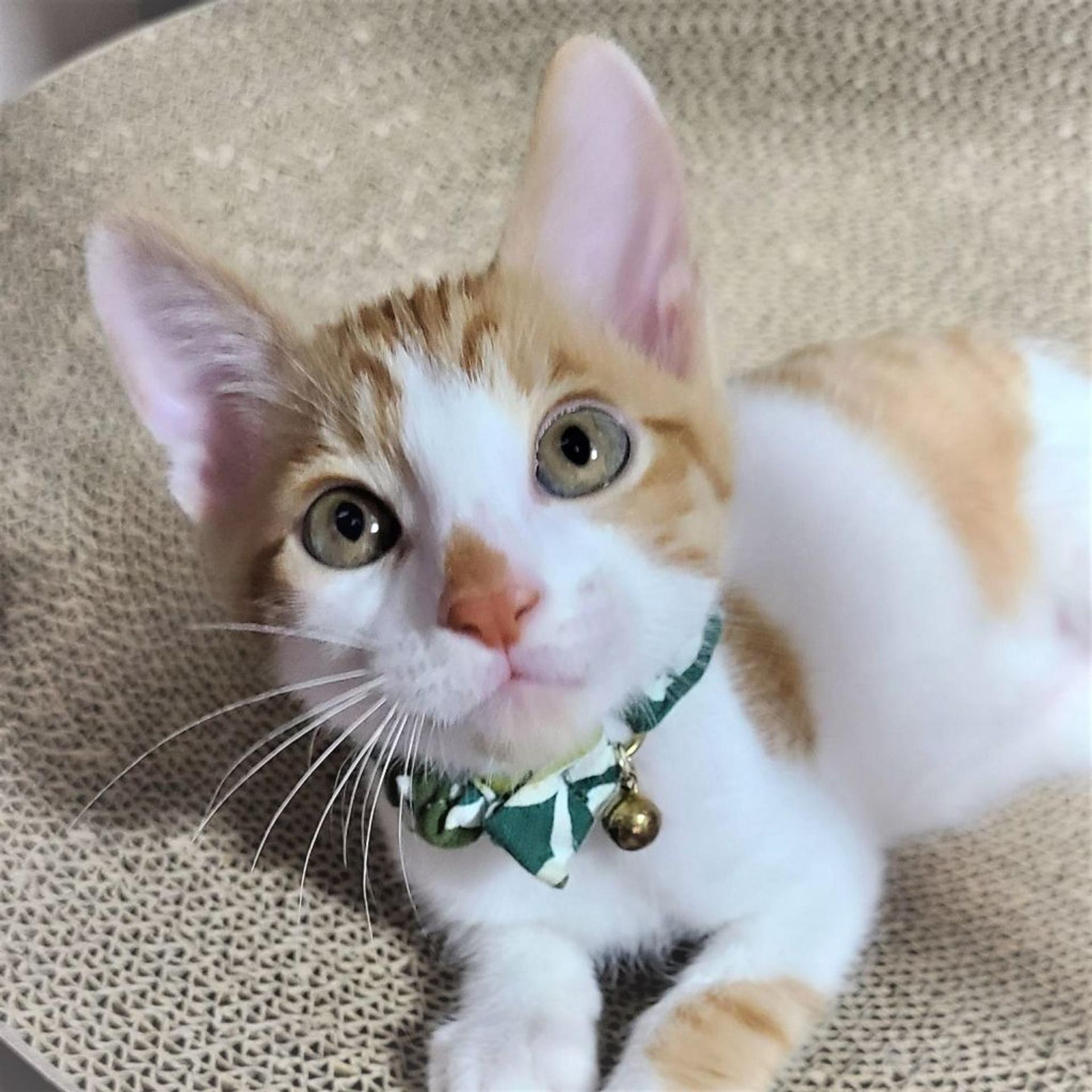 pet-image-9