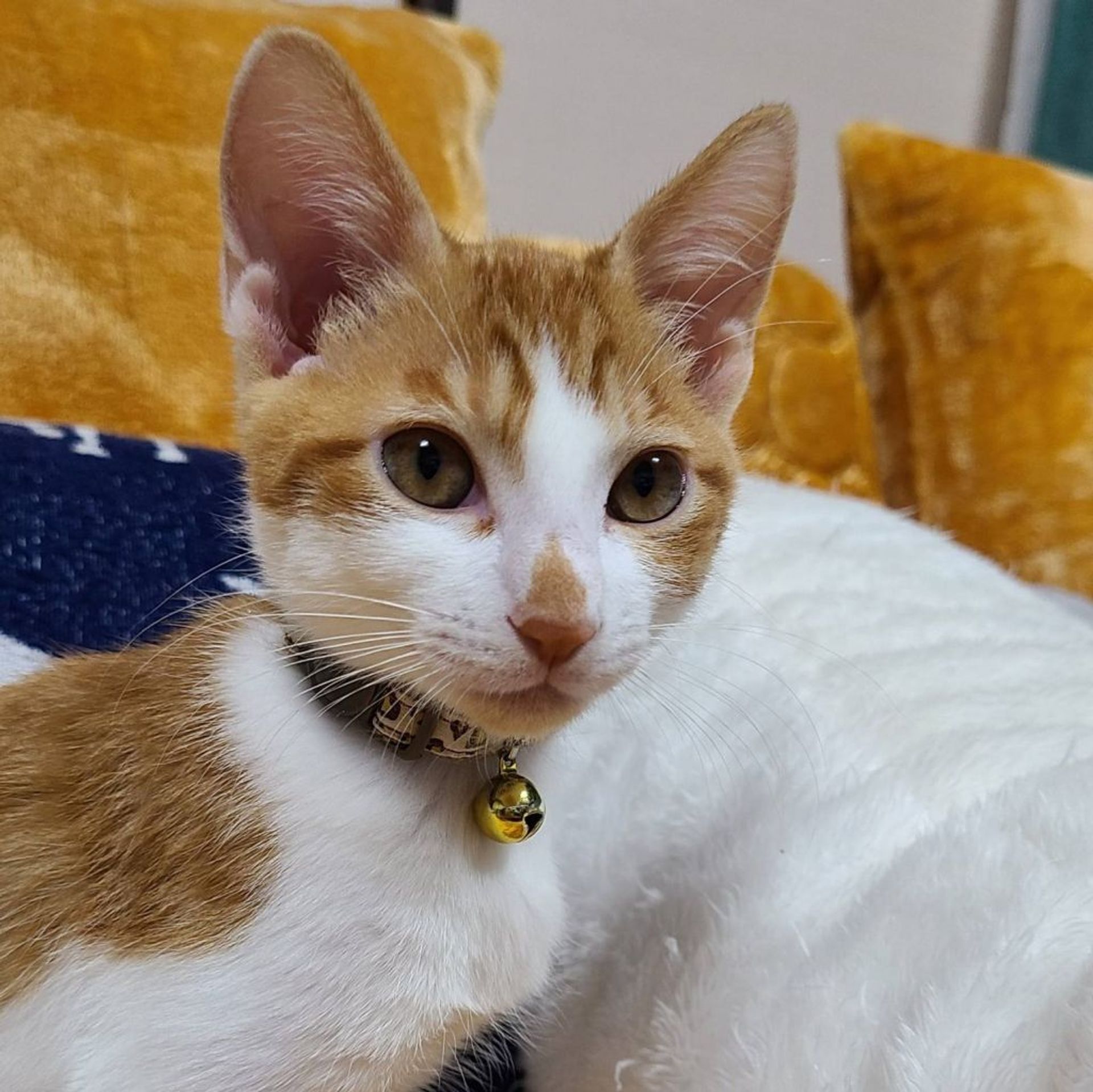 雑種（ミックス猫）・オスの里親募集の写真