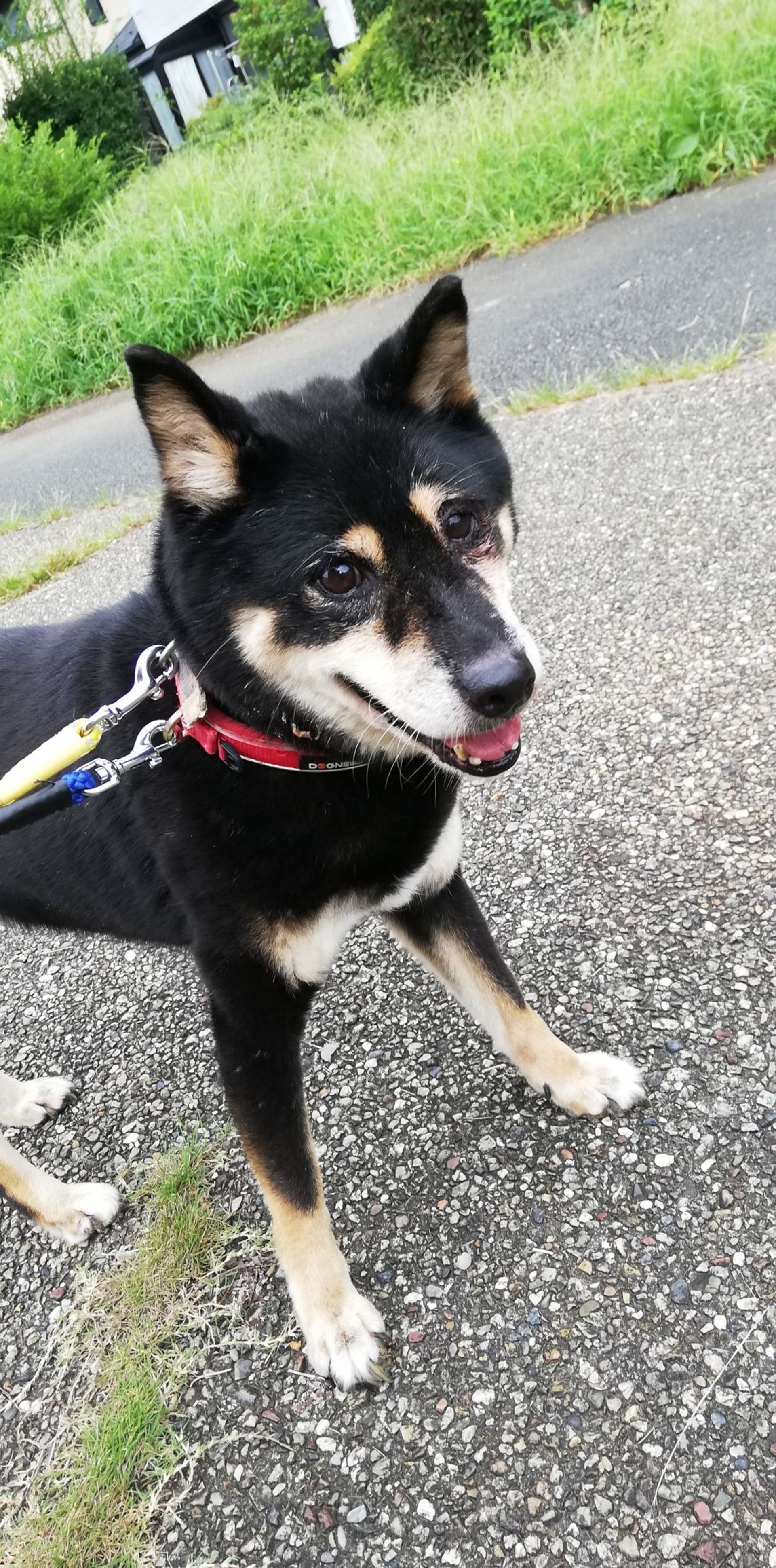 柴犬・メスの里親募集の写真