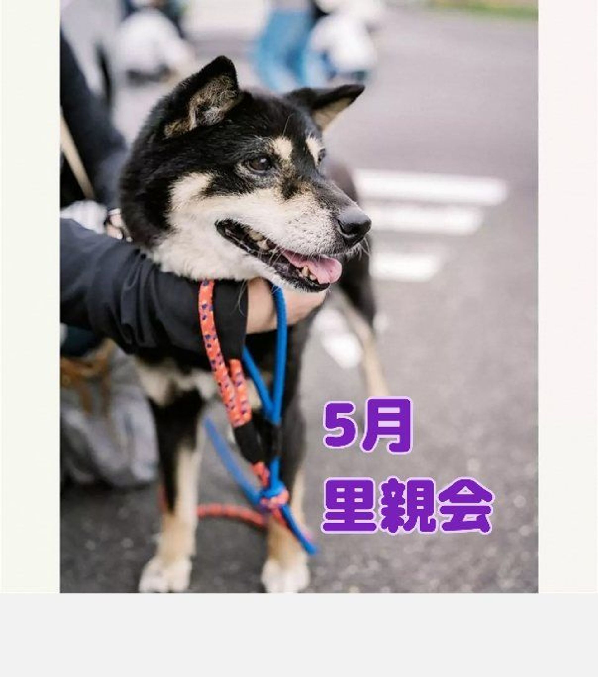 柴犬・メスの里親募集の写真