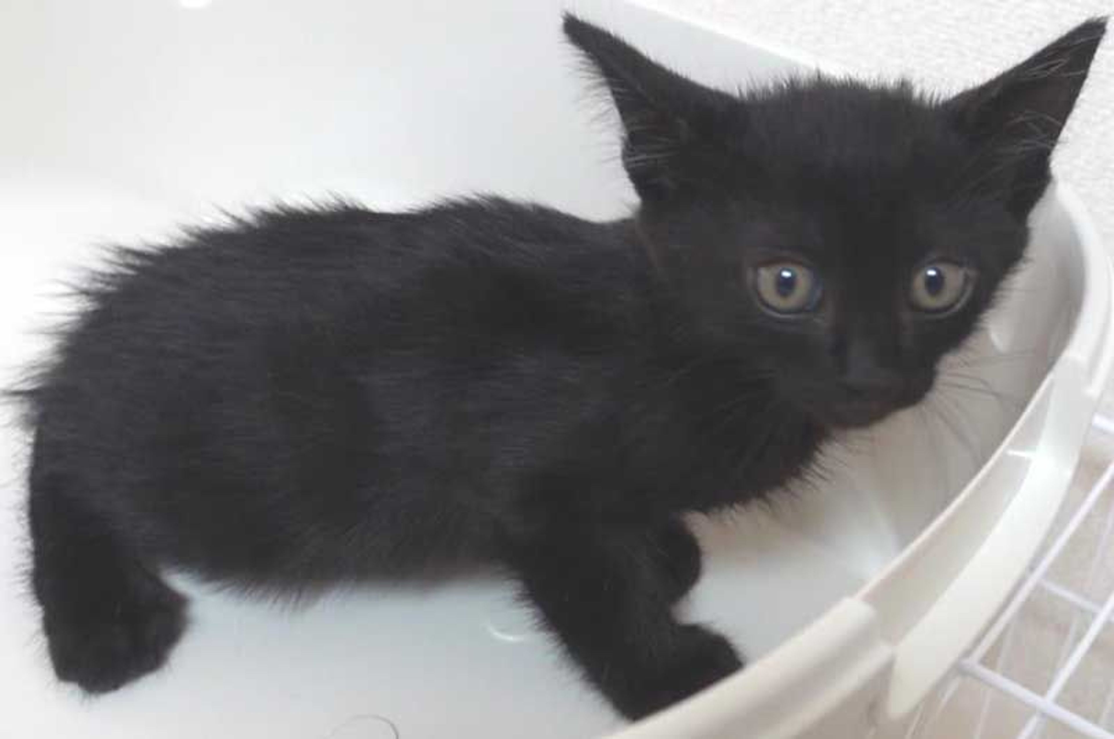 pet-image-4