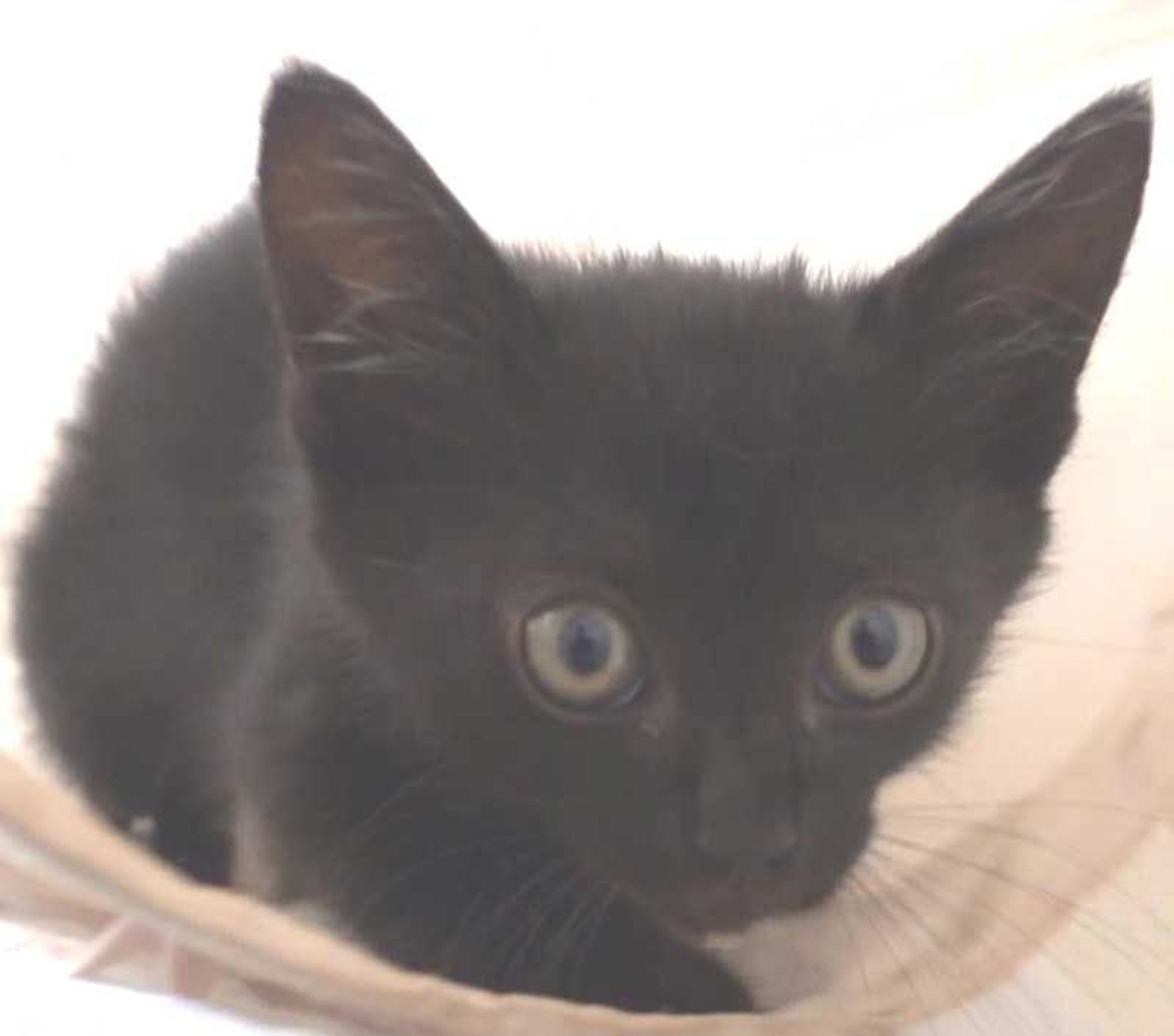 pet-image-5
