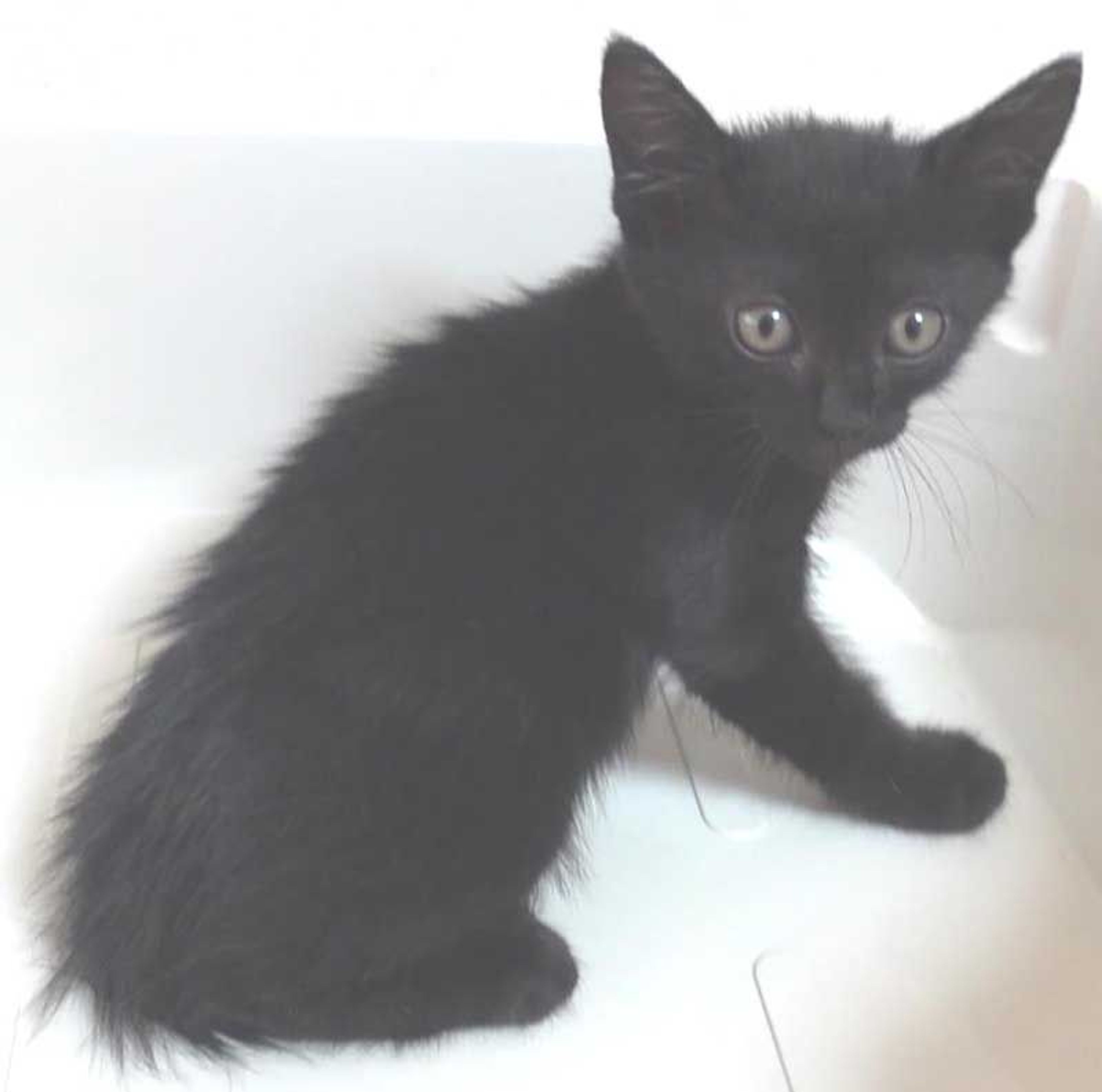 pet-image-6