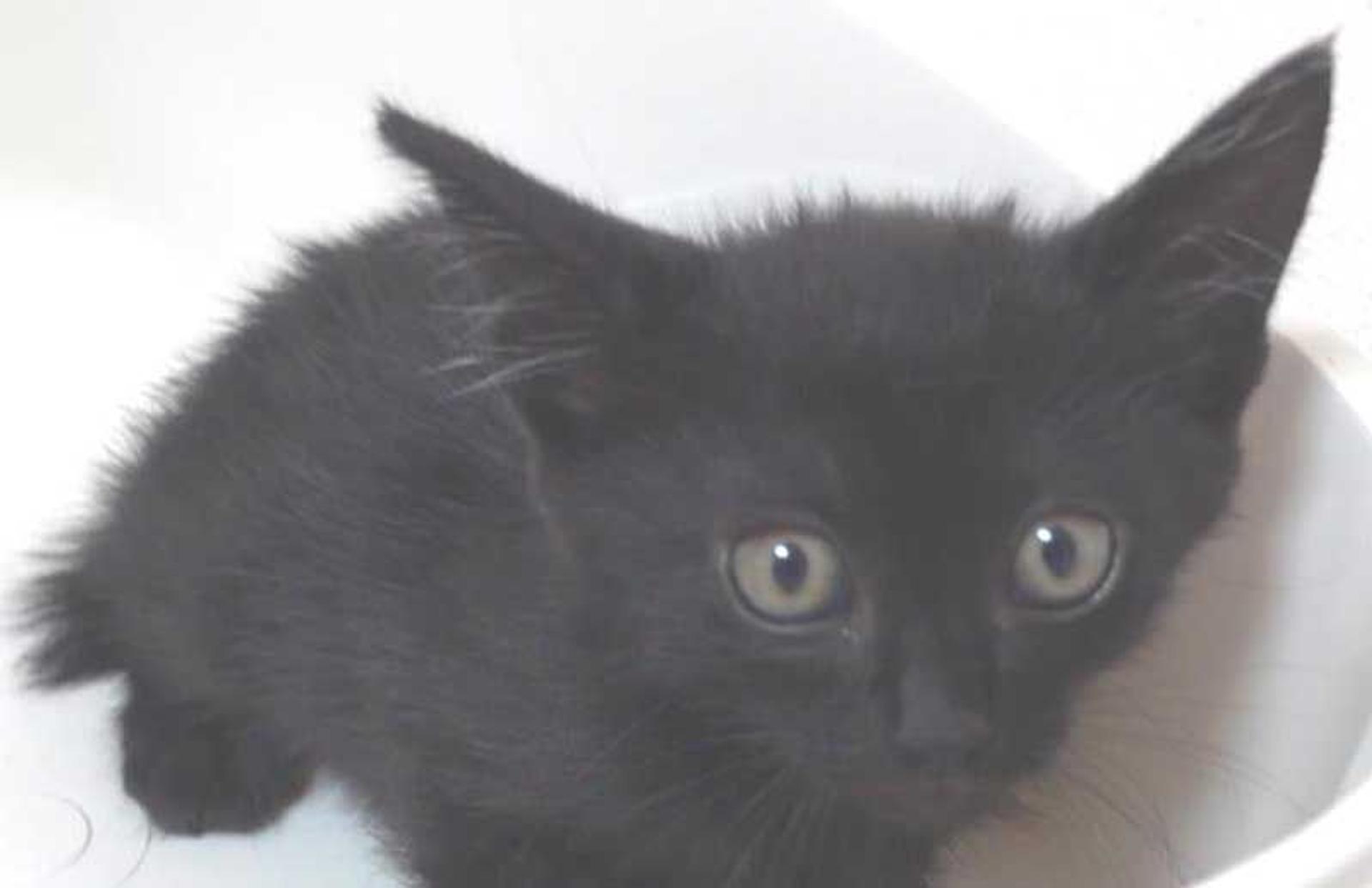 pet-image-8