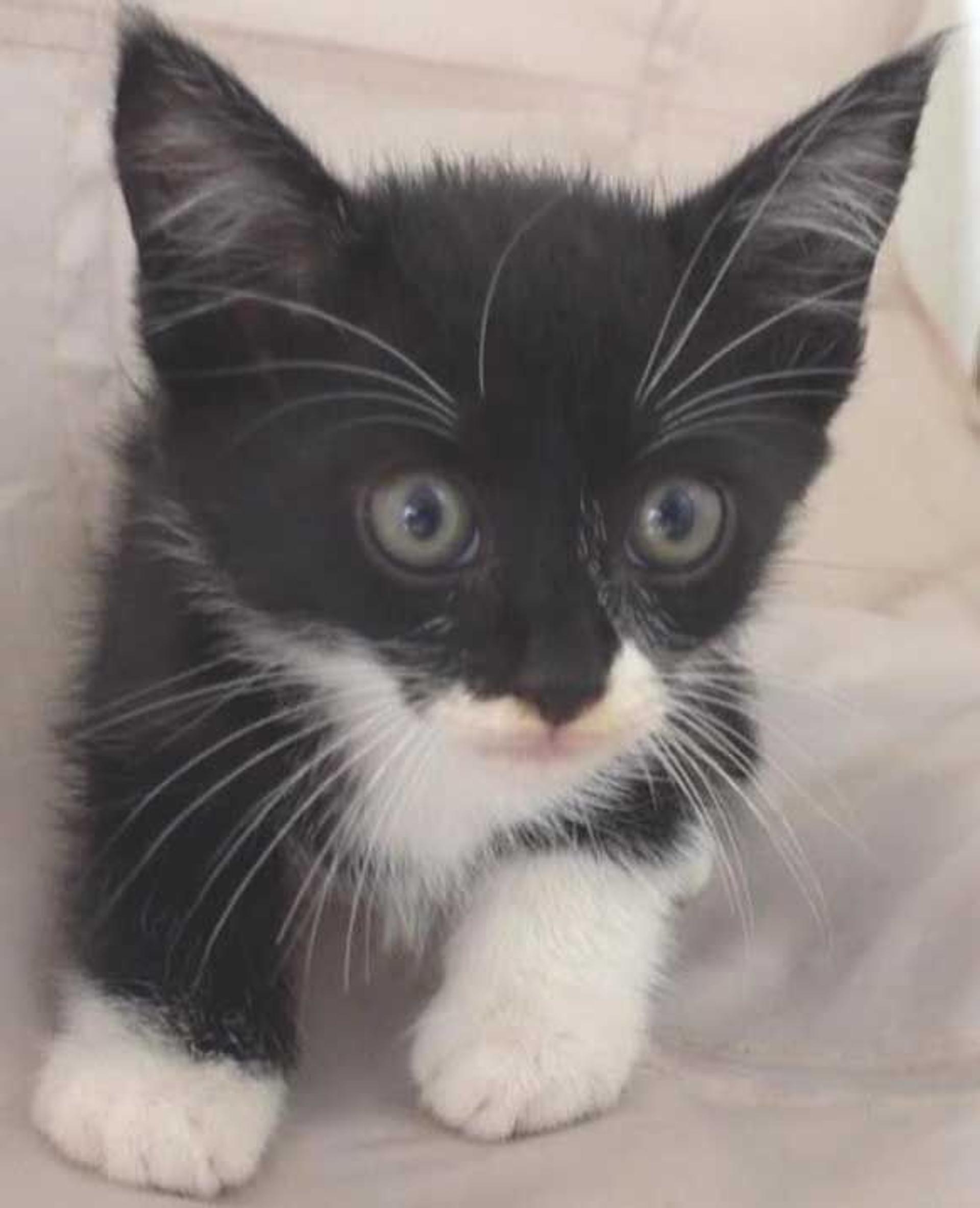 pet-image-2