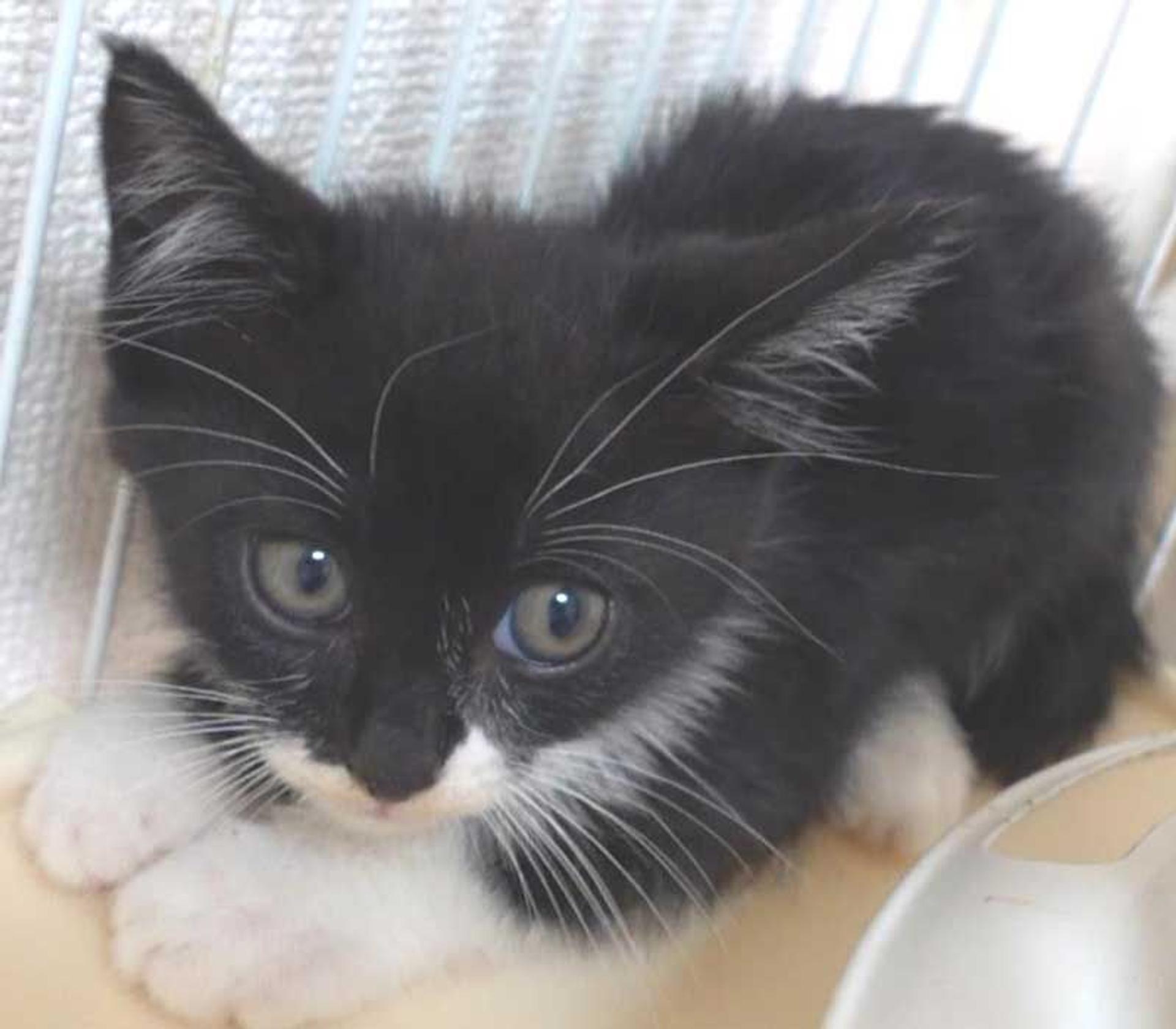 pet-image-5