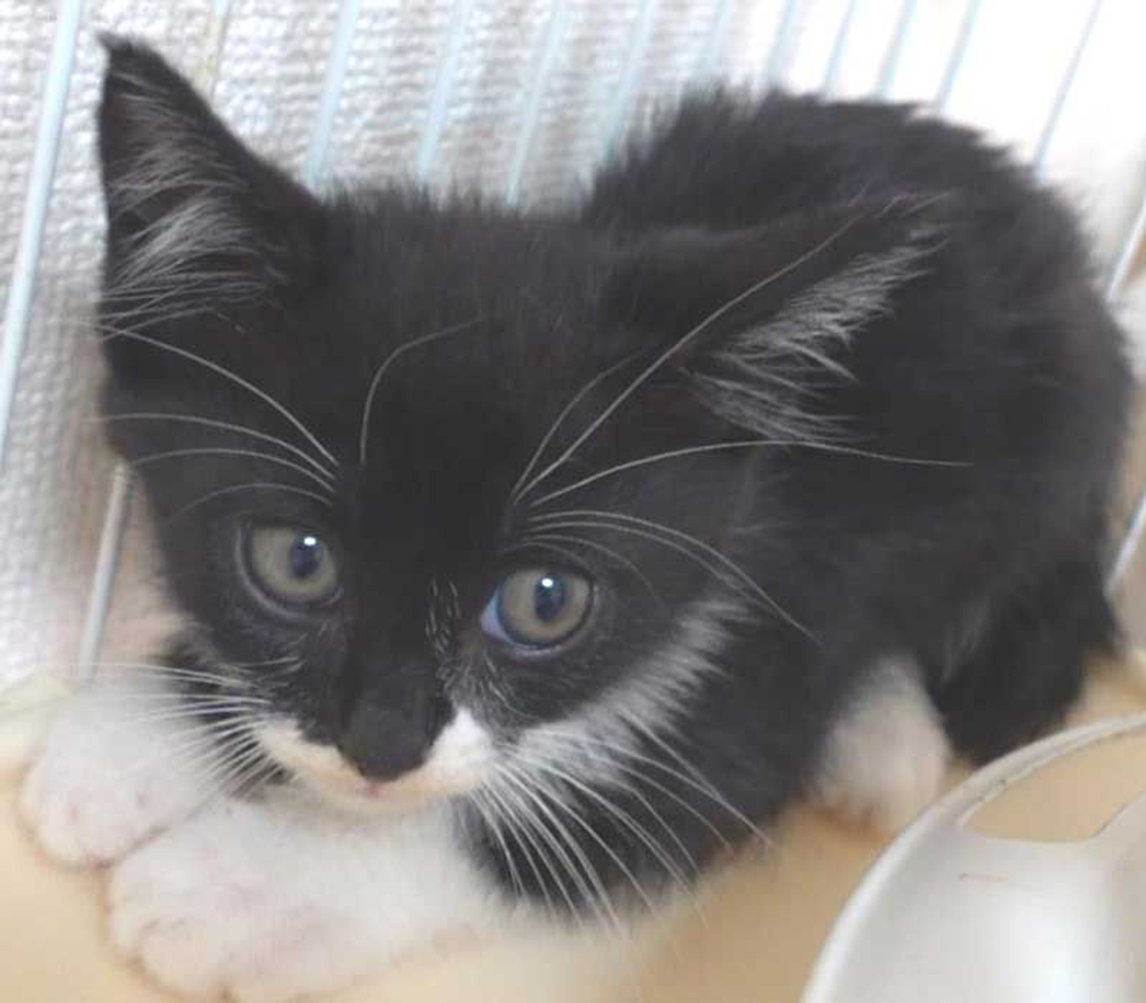 pet-image-5